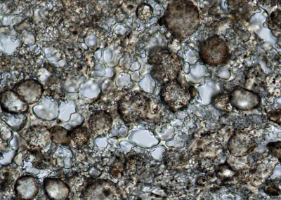 Nano Image