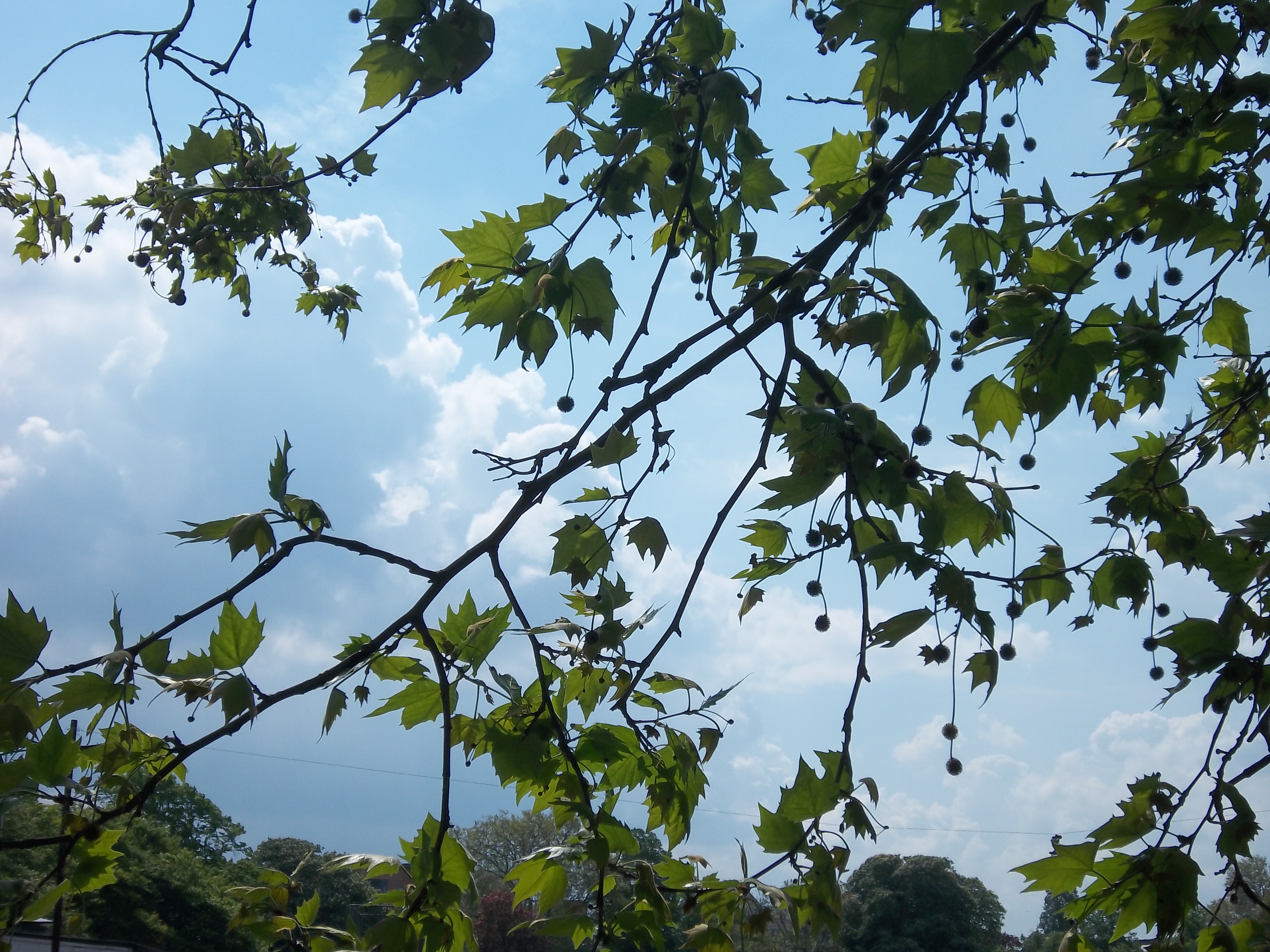 Kodak EASYSHARE M550 review sample image