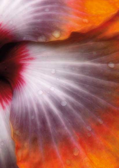 2010 International Garden Photographer of the Year - Lowe