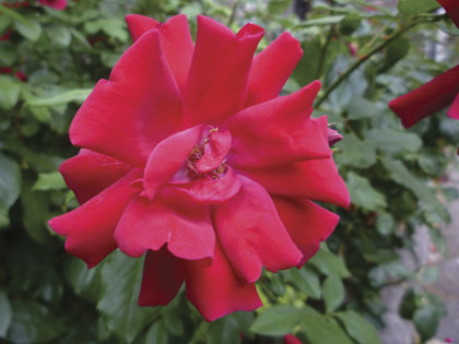 Budget camera group test - test shots
