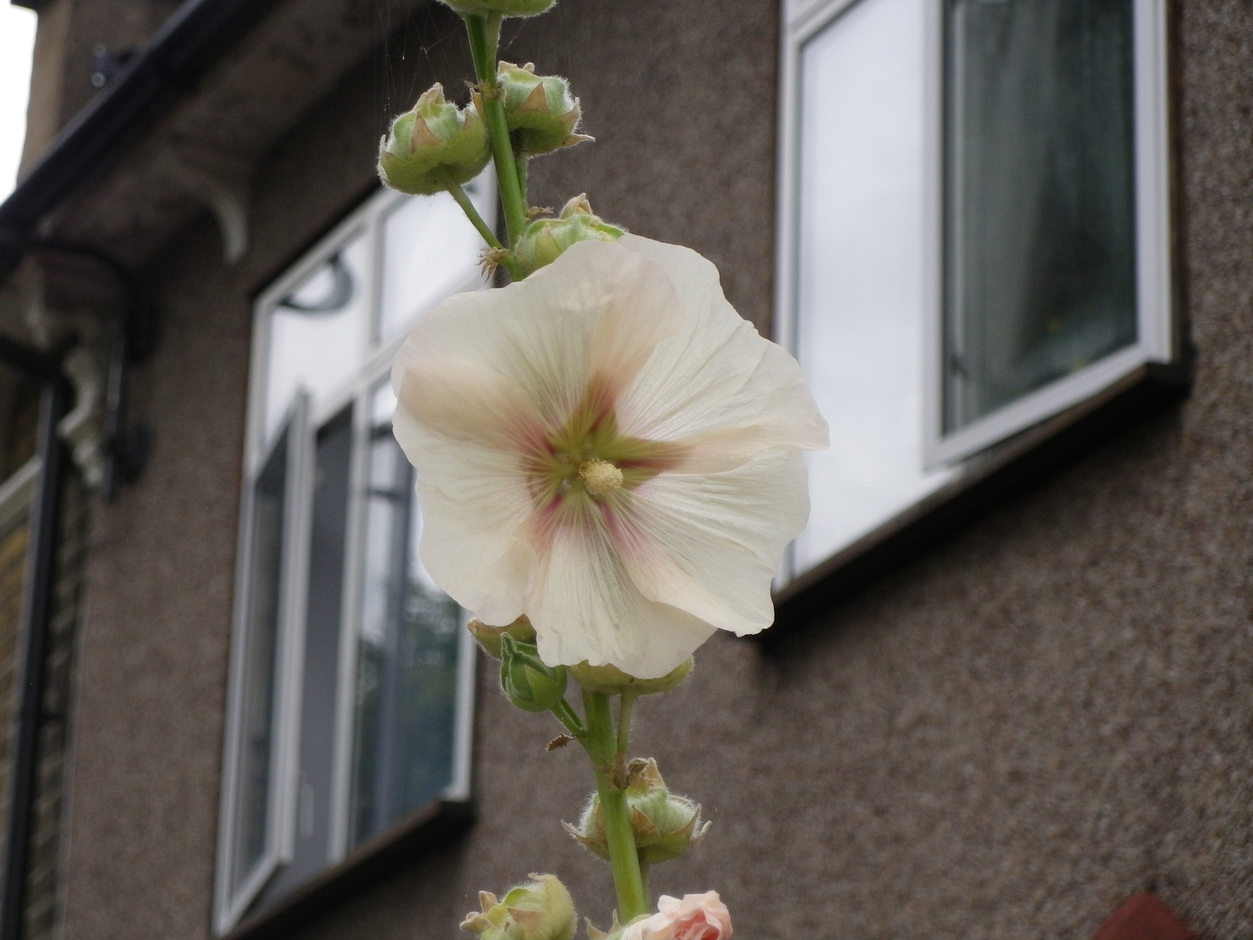 Pentax Optio i-10 review sample image