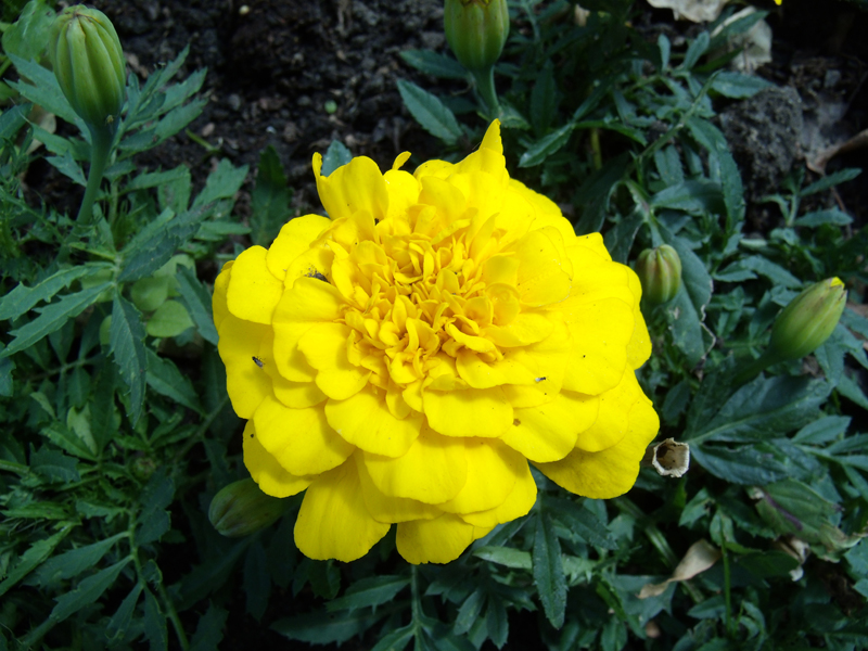 Sample Images taken by the GE X5