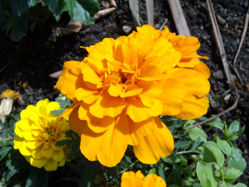 Sample Images taken by the GE X5