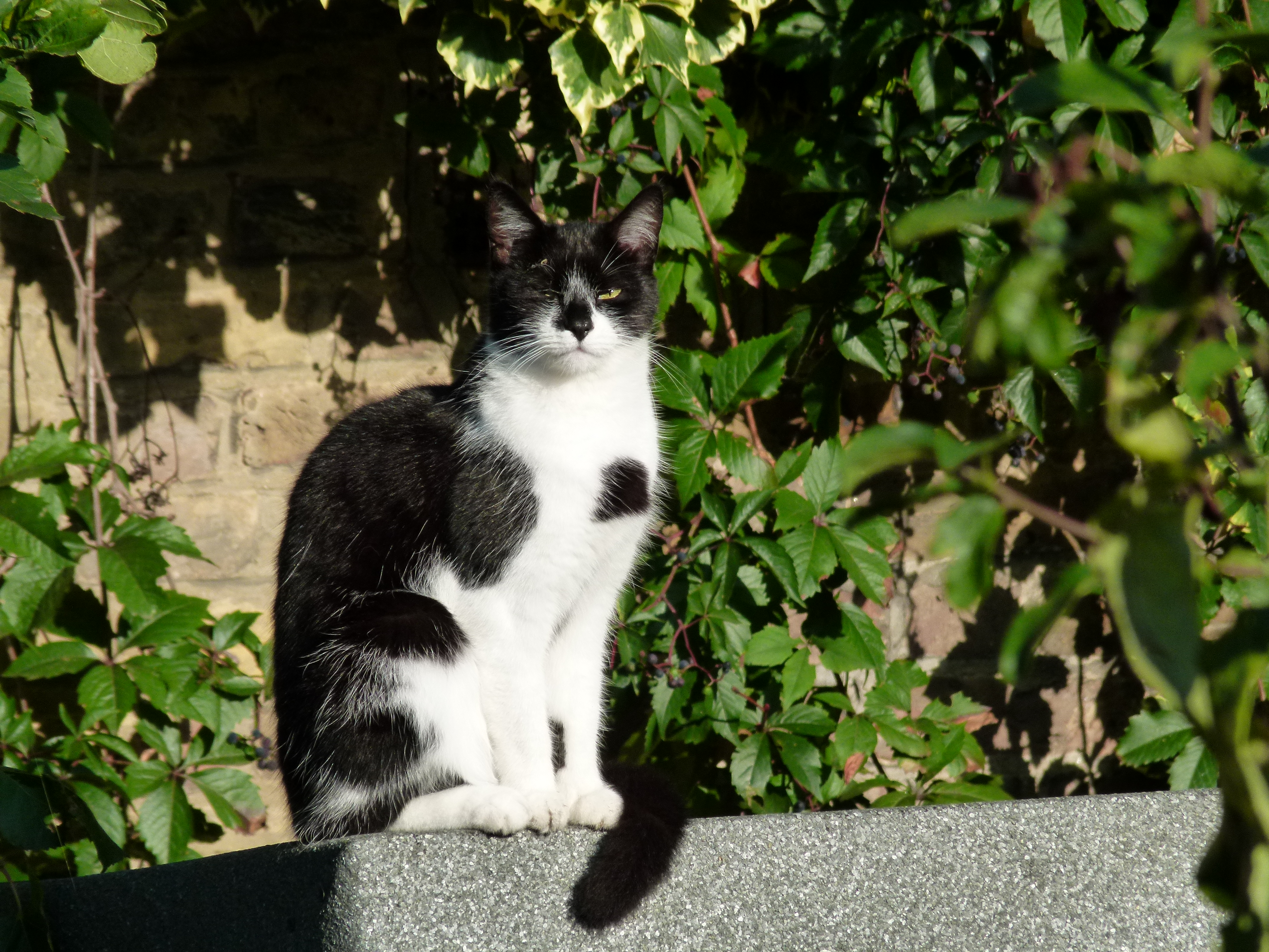 Panasonic Lumix FZ100 review sample image