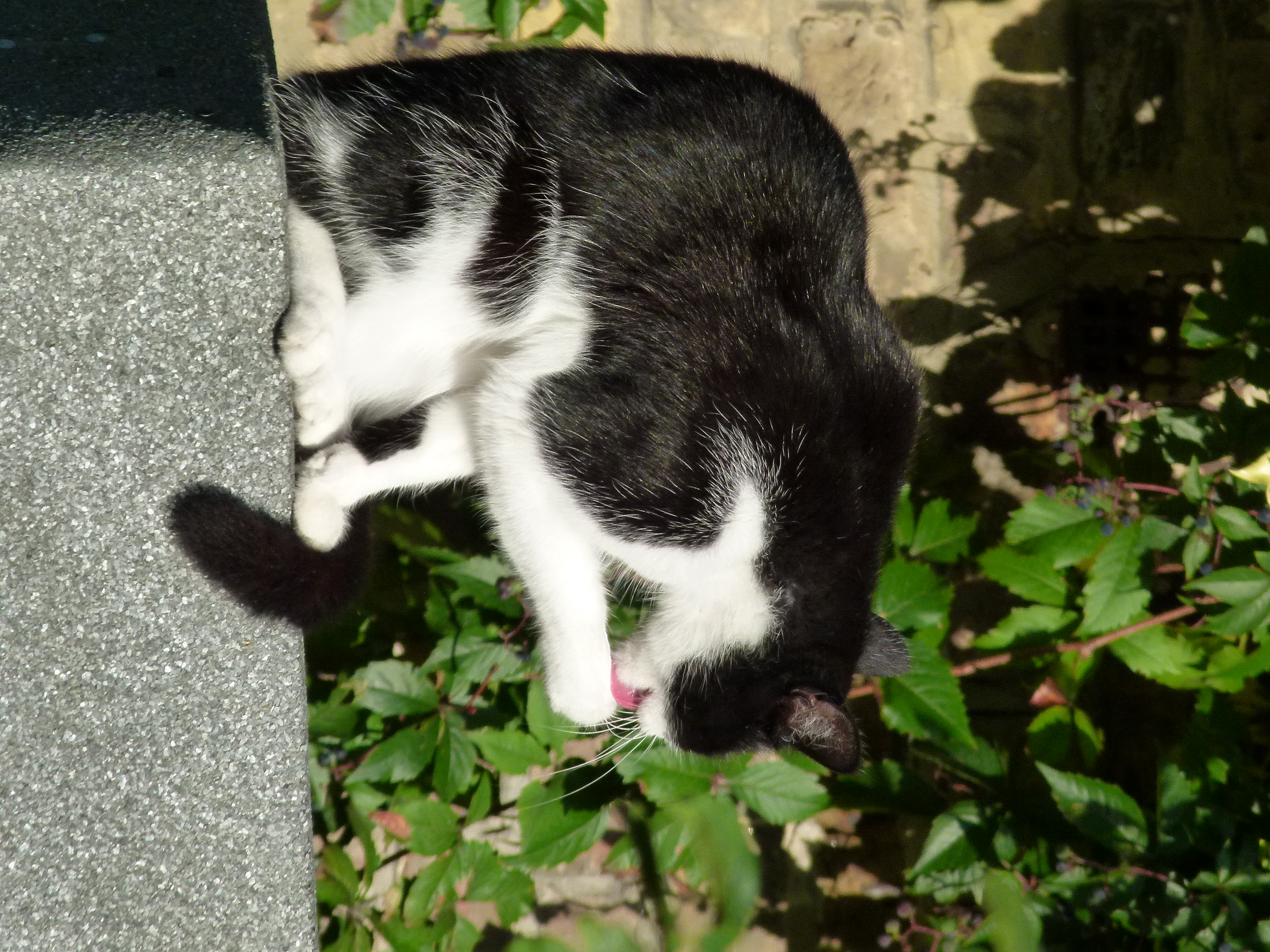 Panasonic Lumix FZ100 review sample image