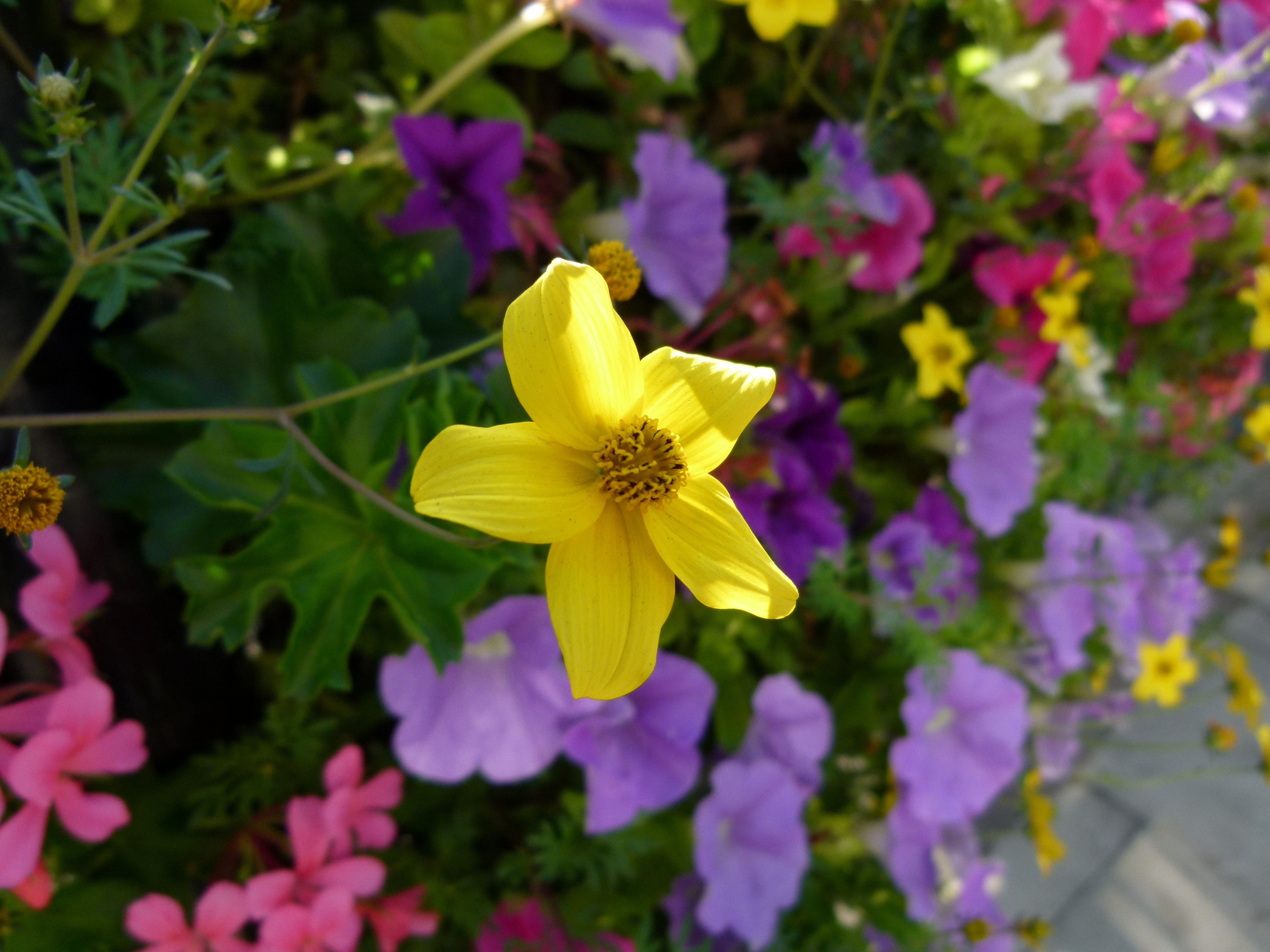 Panasonic Lumix FZ100 review sample image