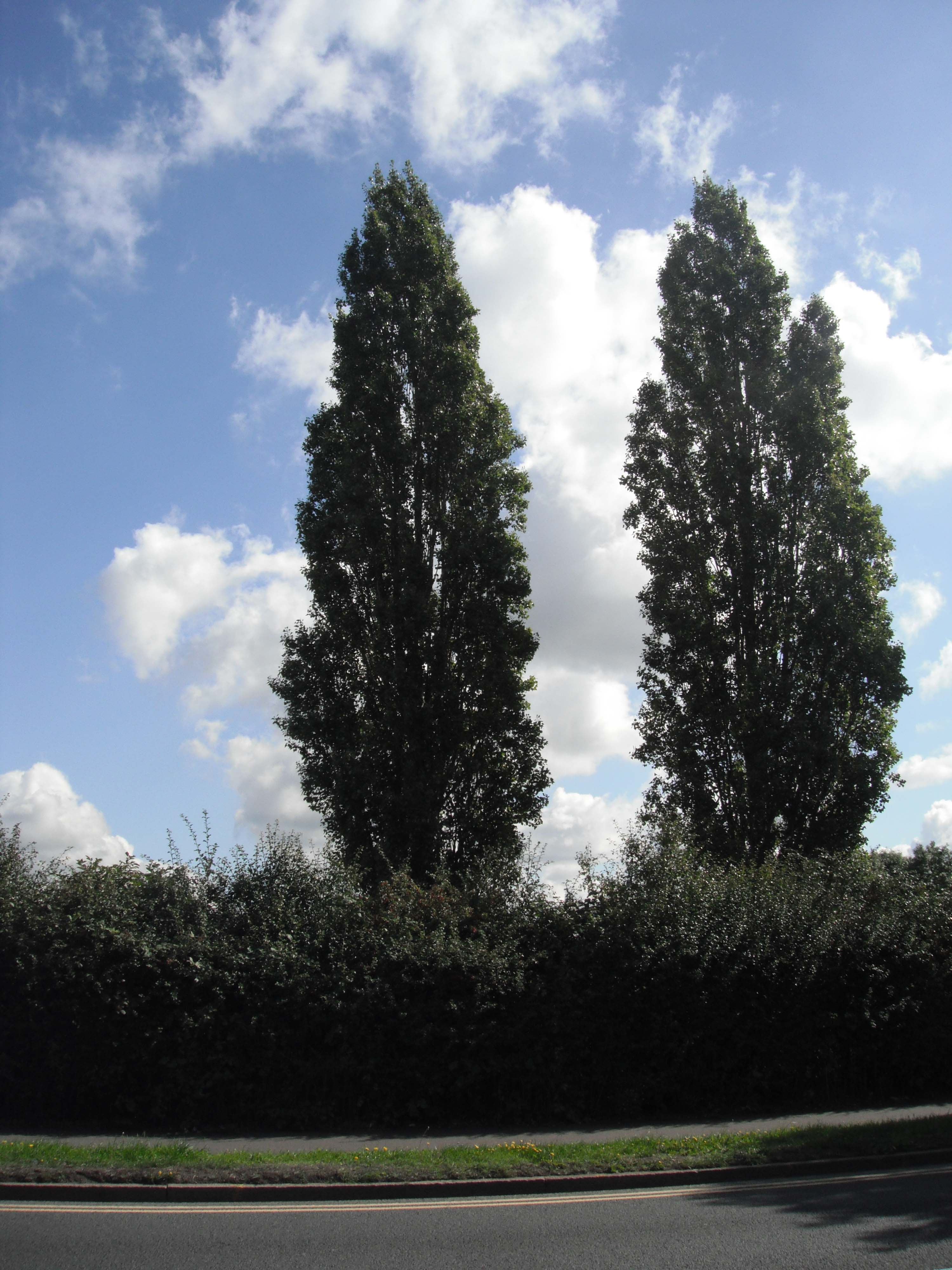 Fuji Z70 sample image - tree