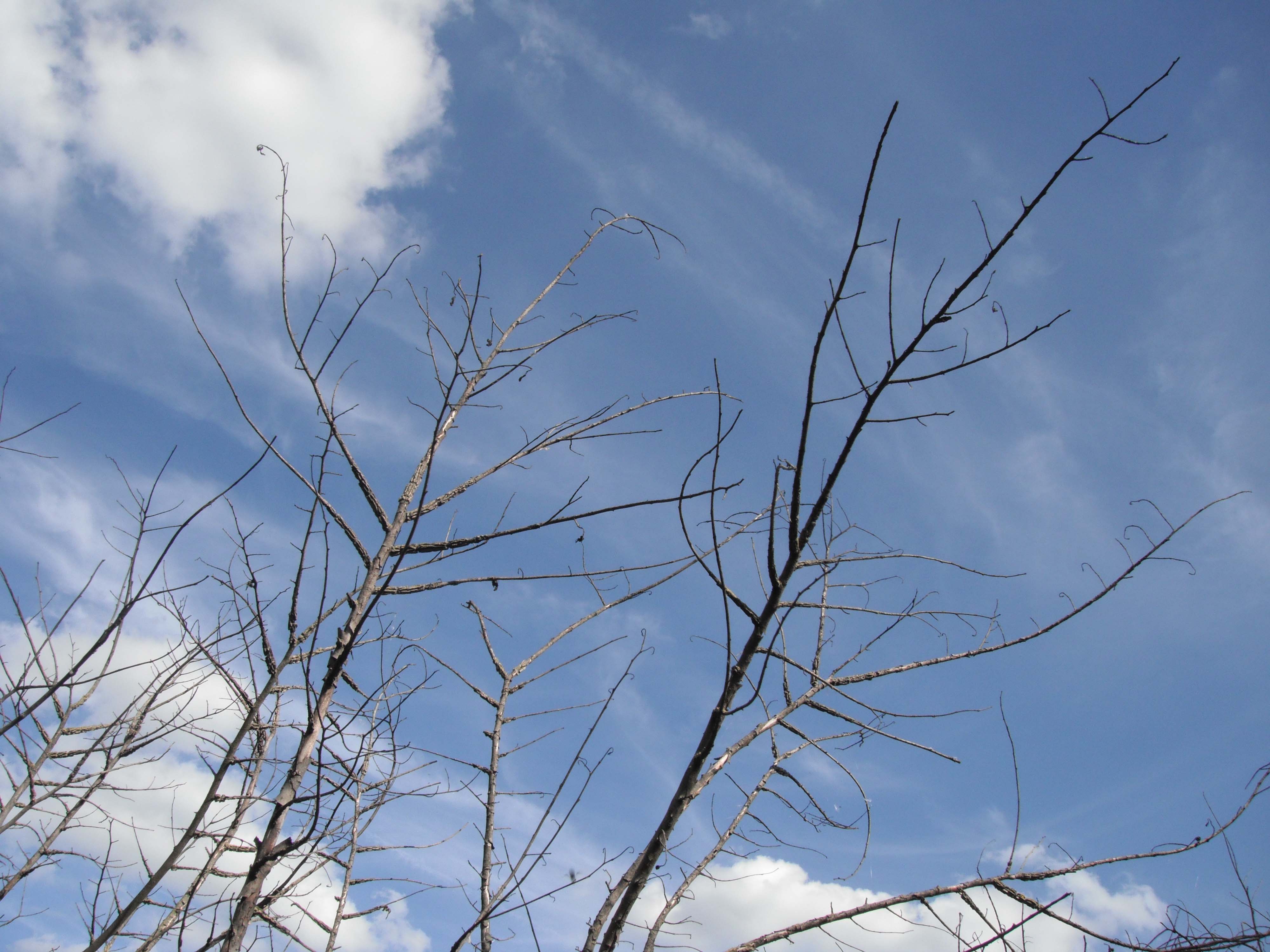 Fuji Z70 sample image - tree and sky