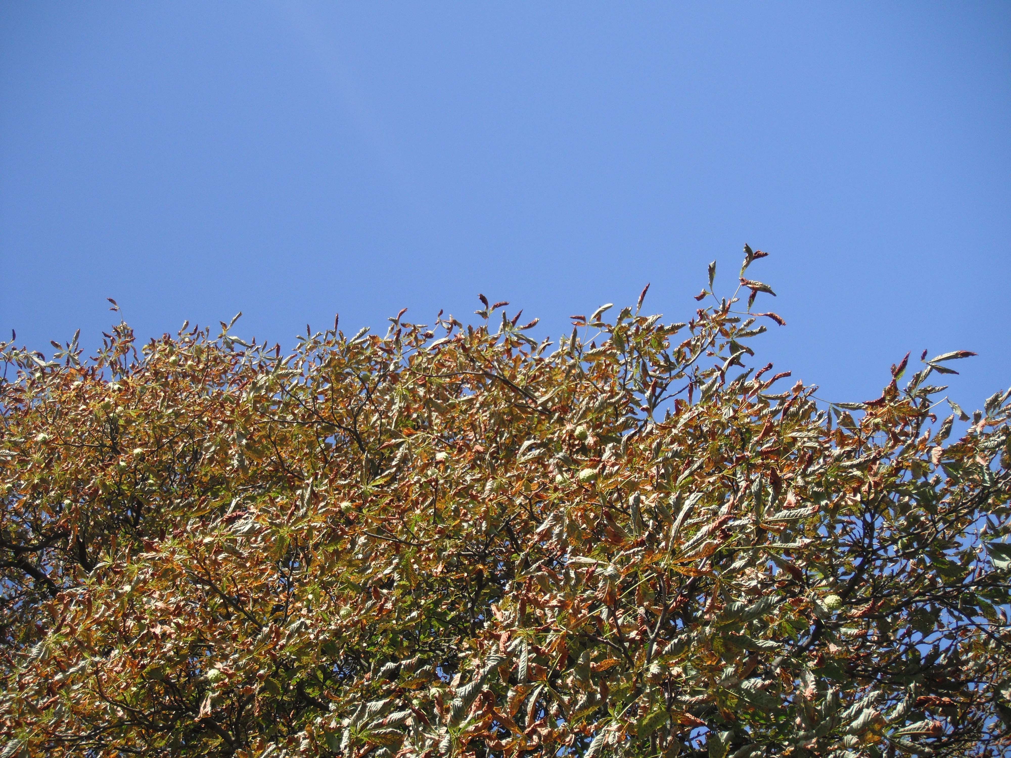 Fuji Z70 sample image 