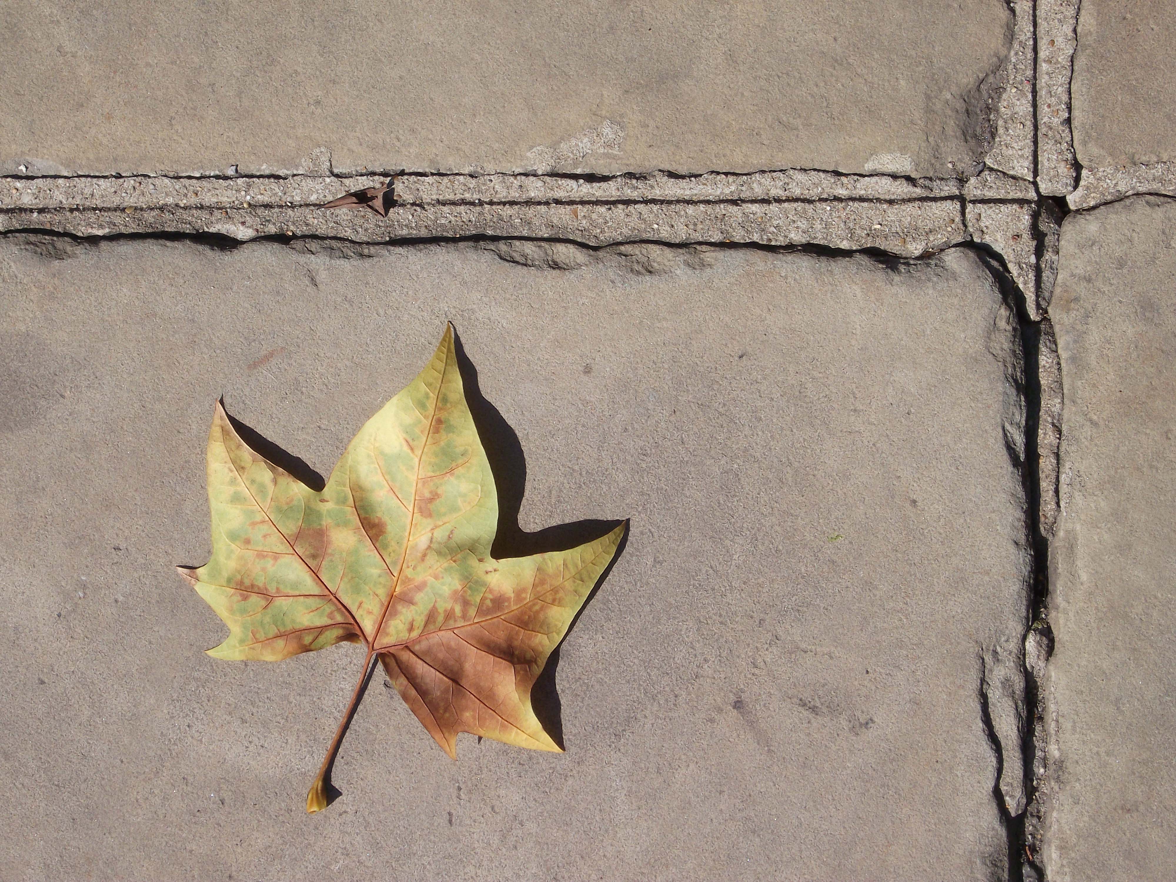 Fujifilm JV100 sample image - leaf