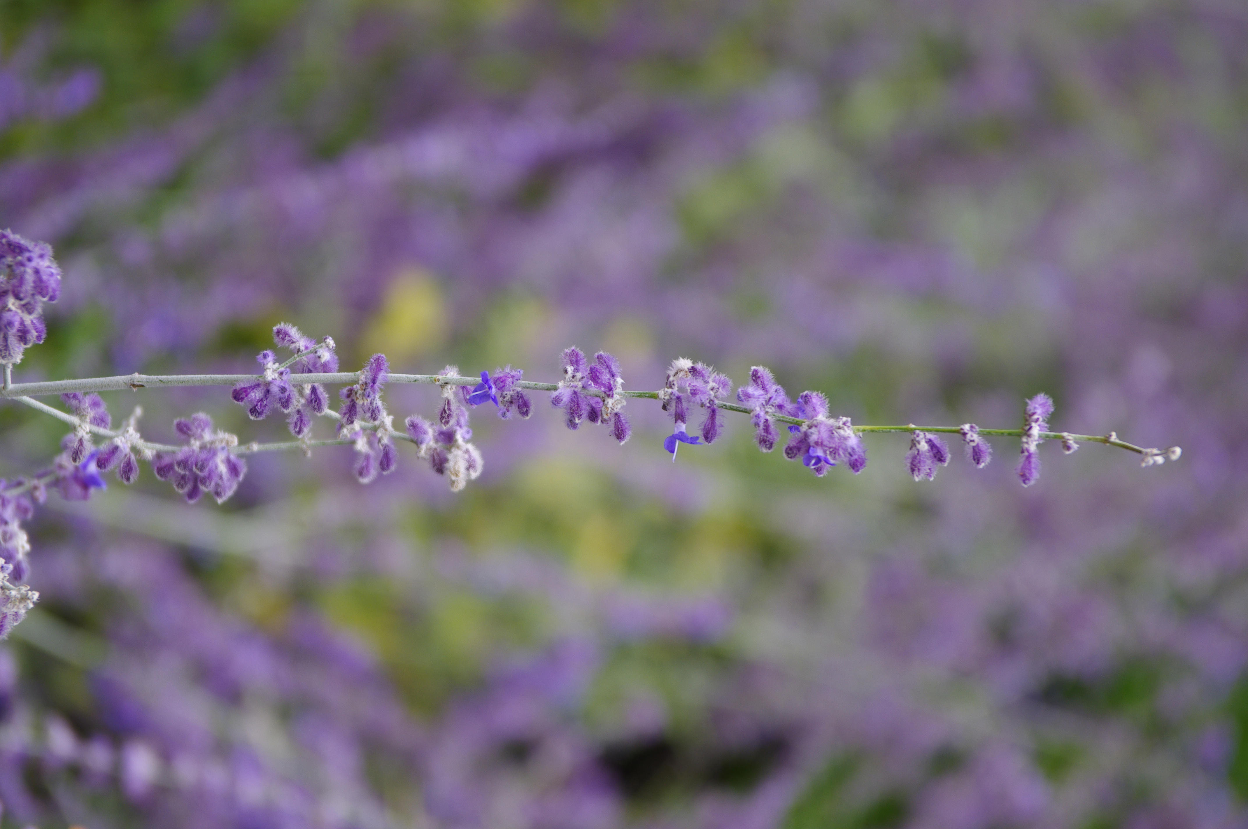 Pentax K-r pre production sample images
