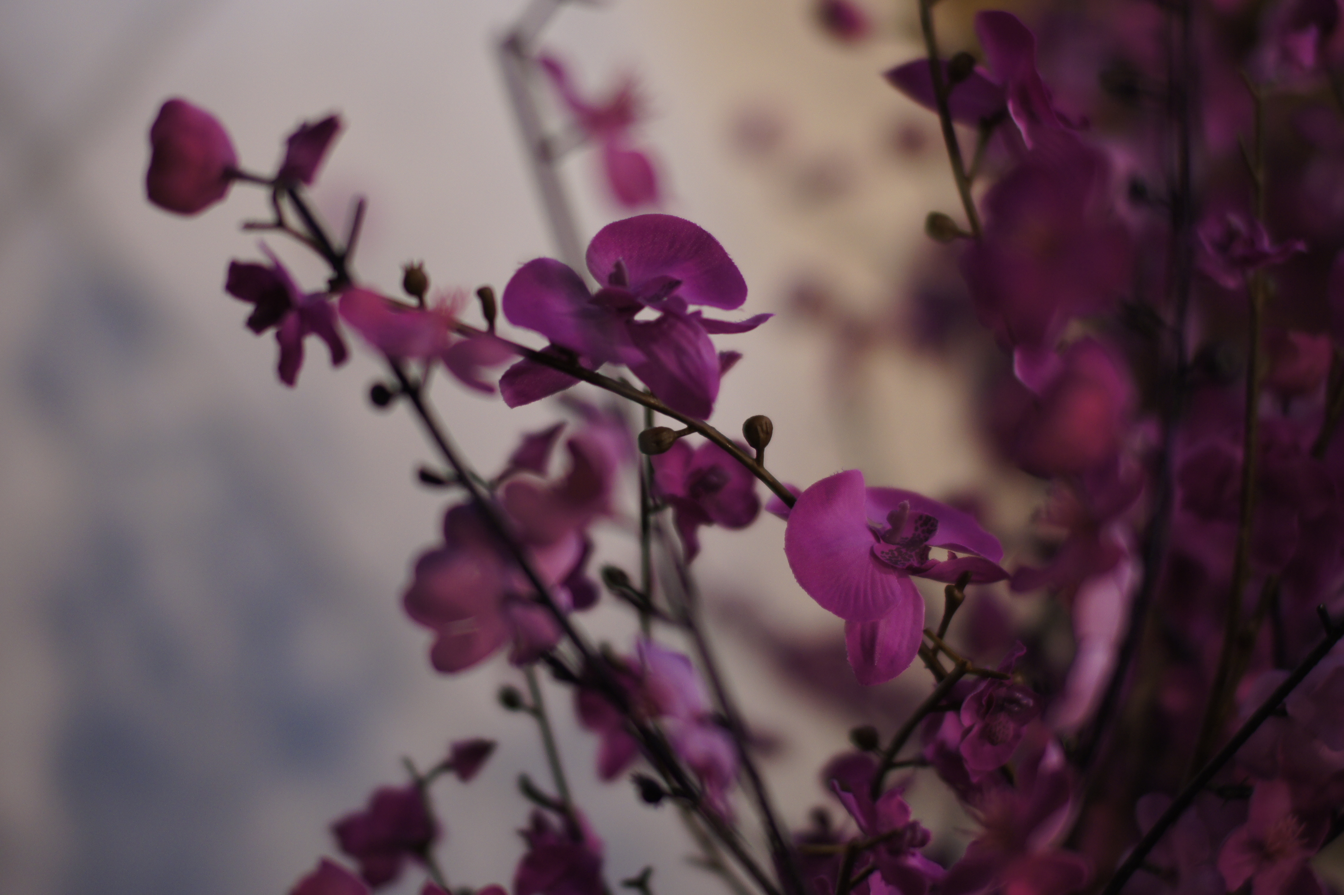 Sony A33 review test sample image