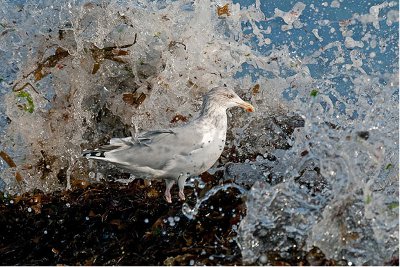 Image of the Day: British Wildlife Photography Awards