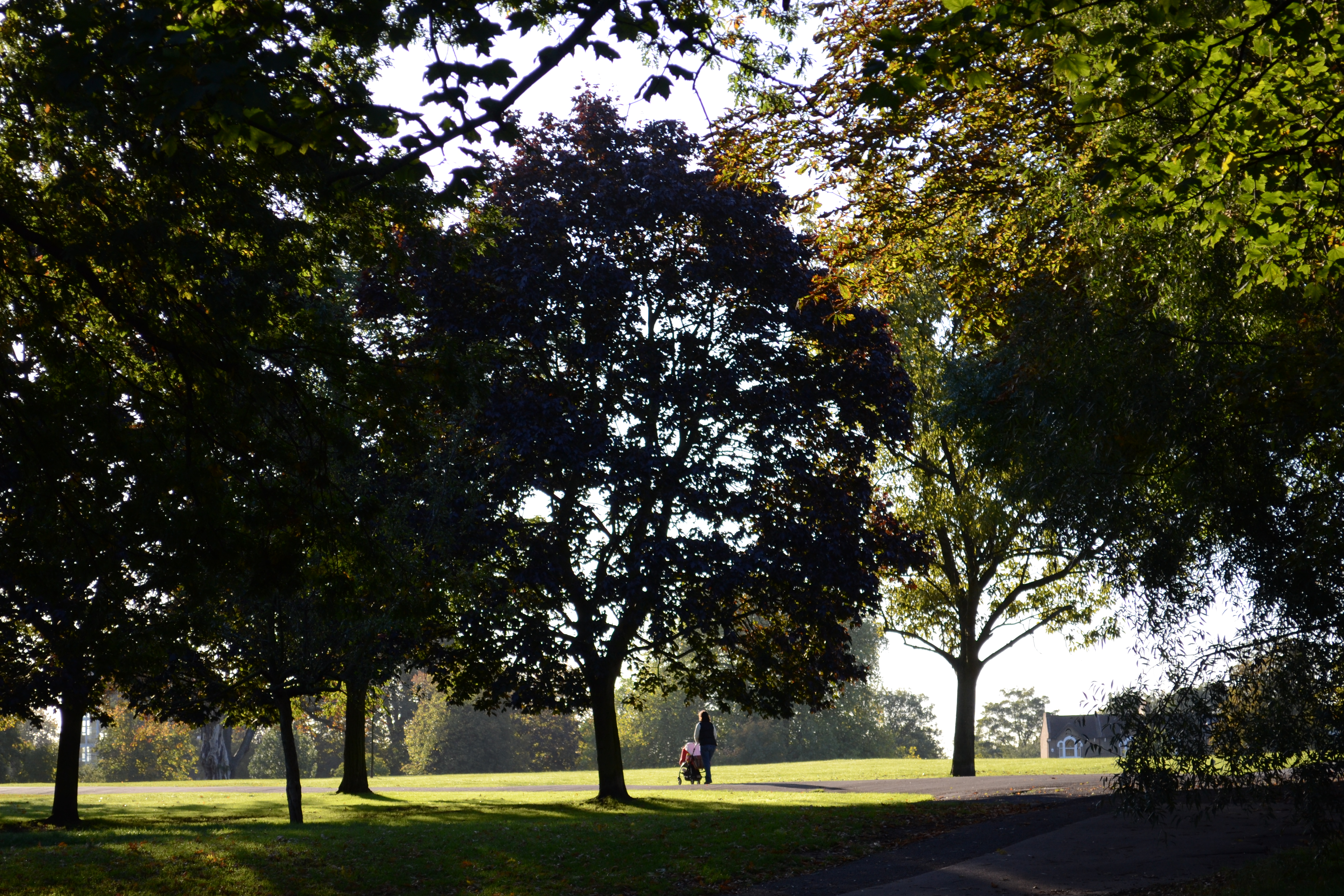Nikon D3100 review sample images