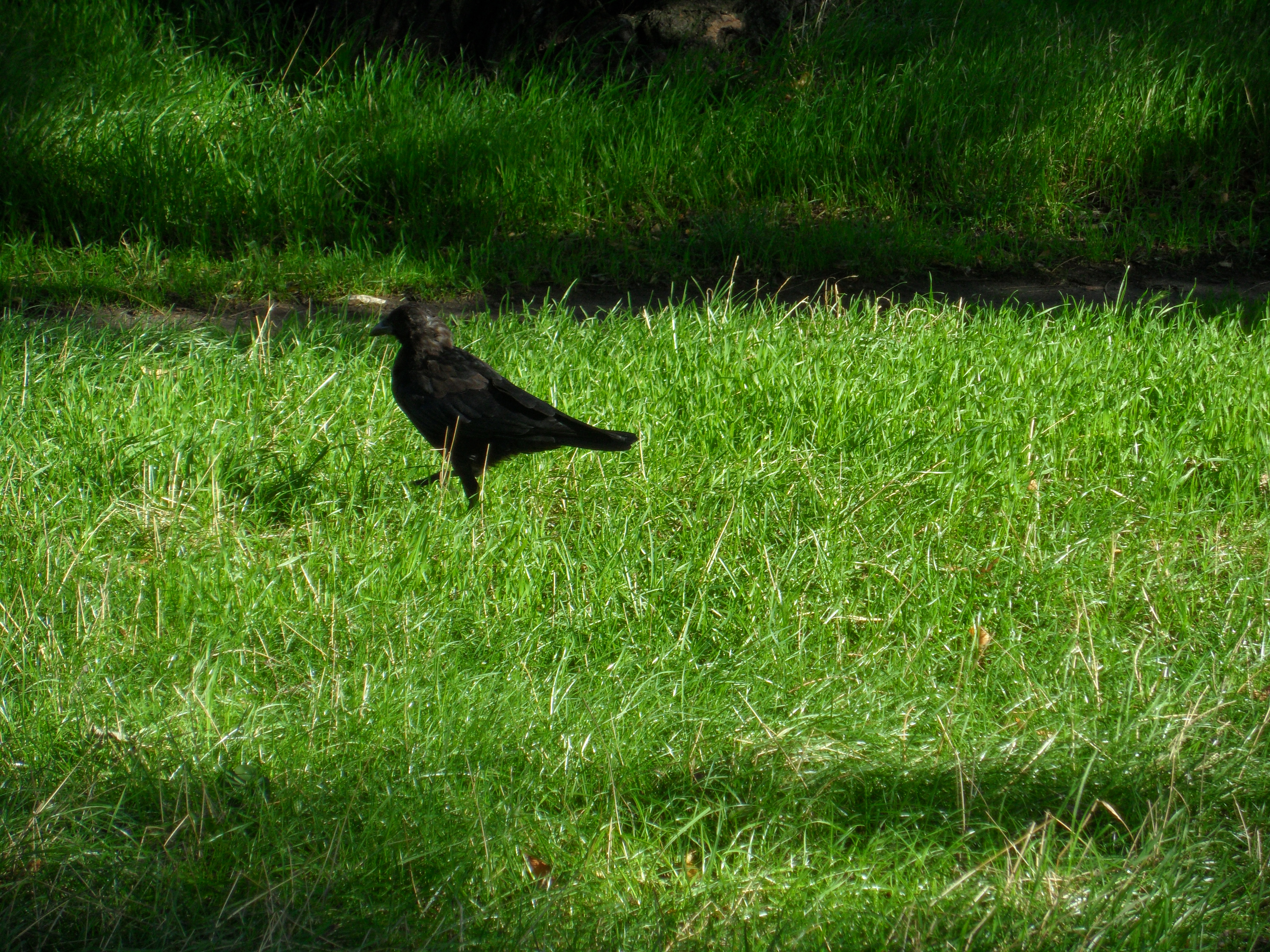Samsung ST5500 sample image 3