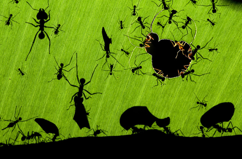 Wildlife Photographer of the Year winner Bence Mate