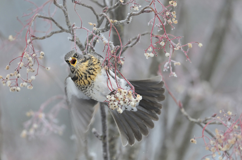 Interview with Young Wildlife Photographer of the Year Fergus Gill