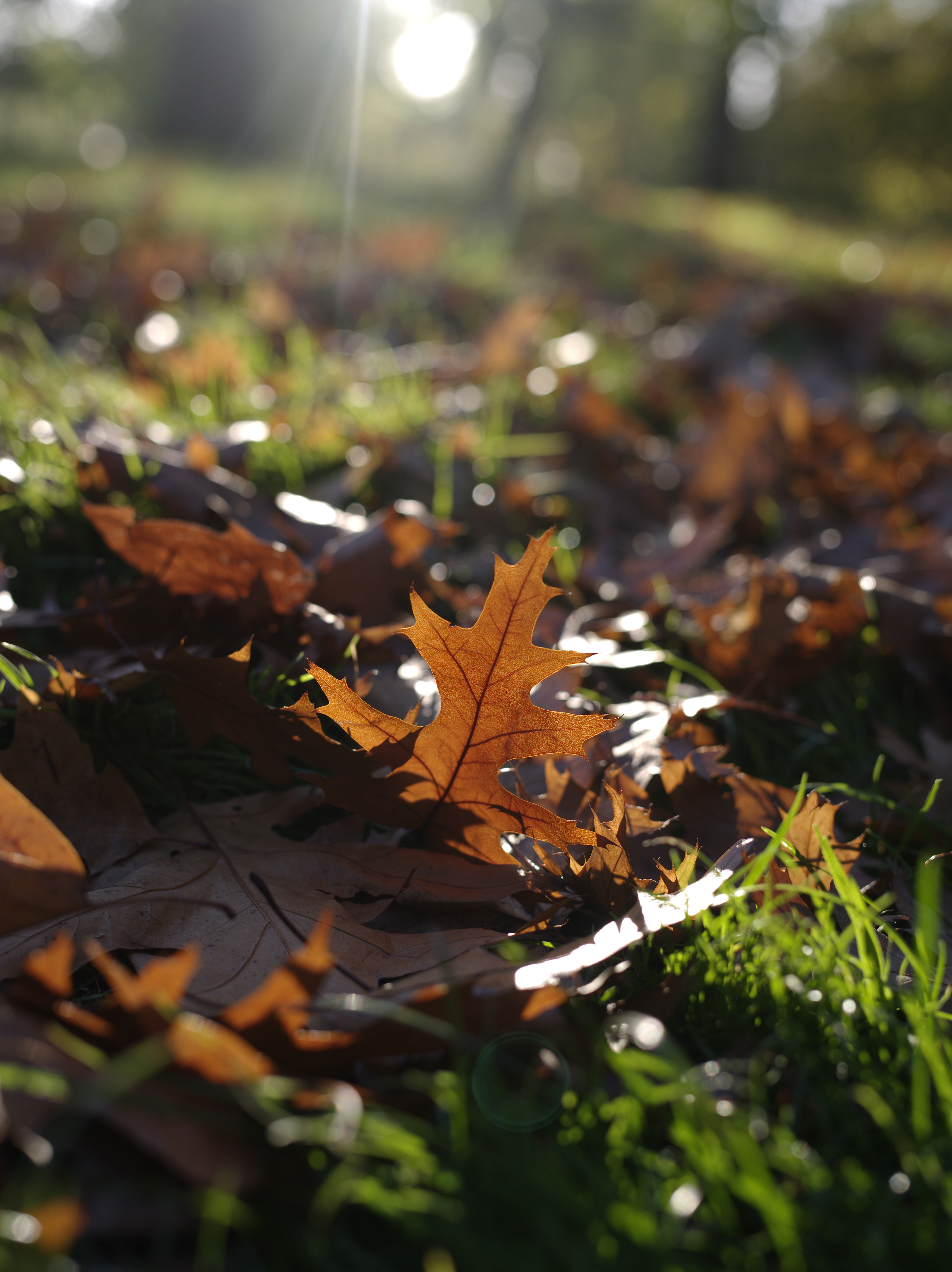 Pentax 645D sample image