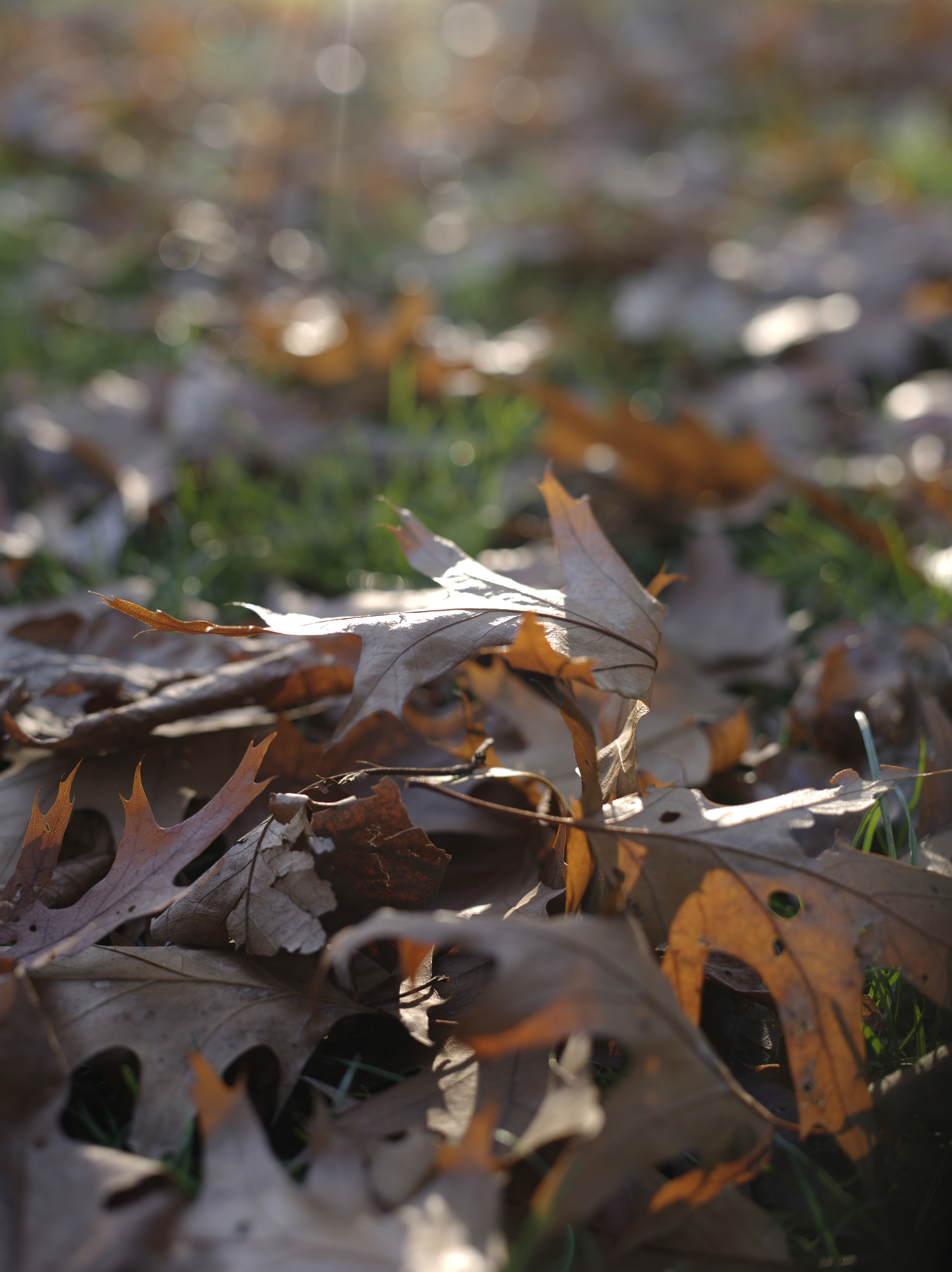 Pentax 645D sample image