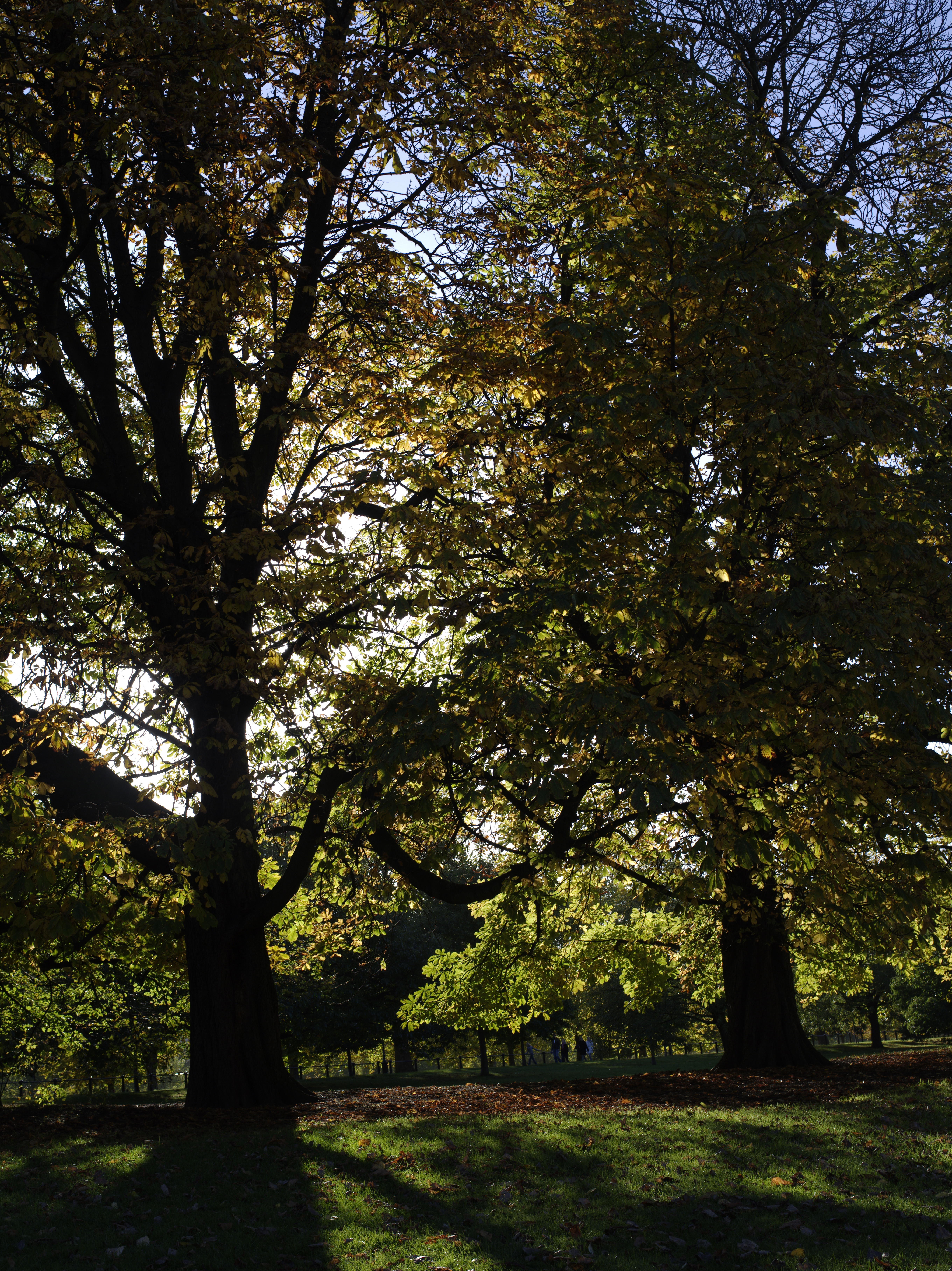 Pentax 645D sample image