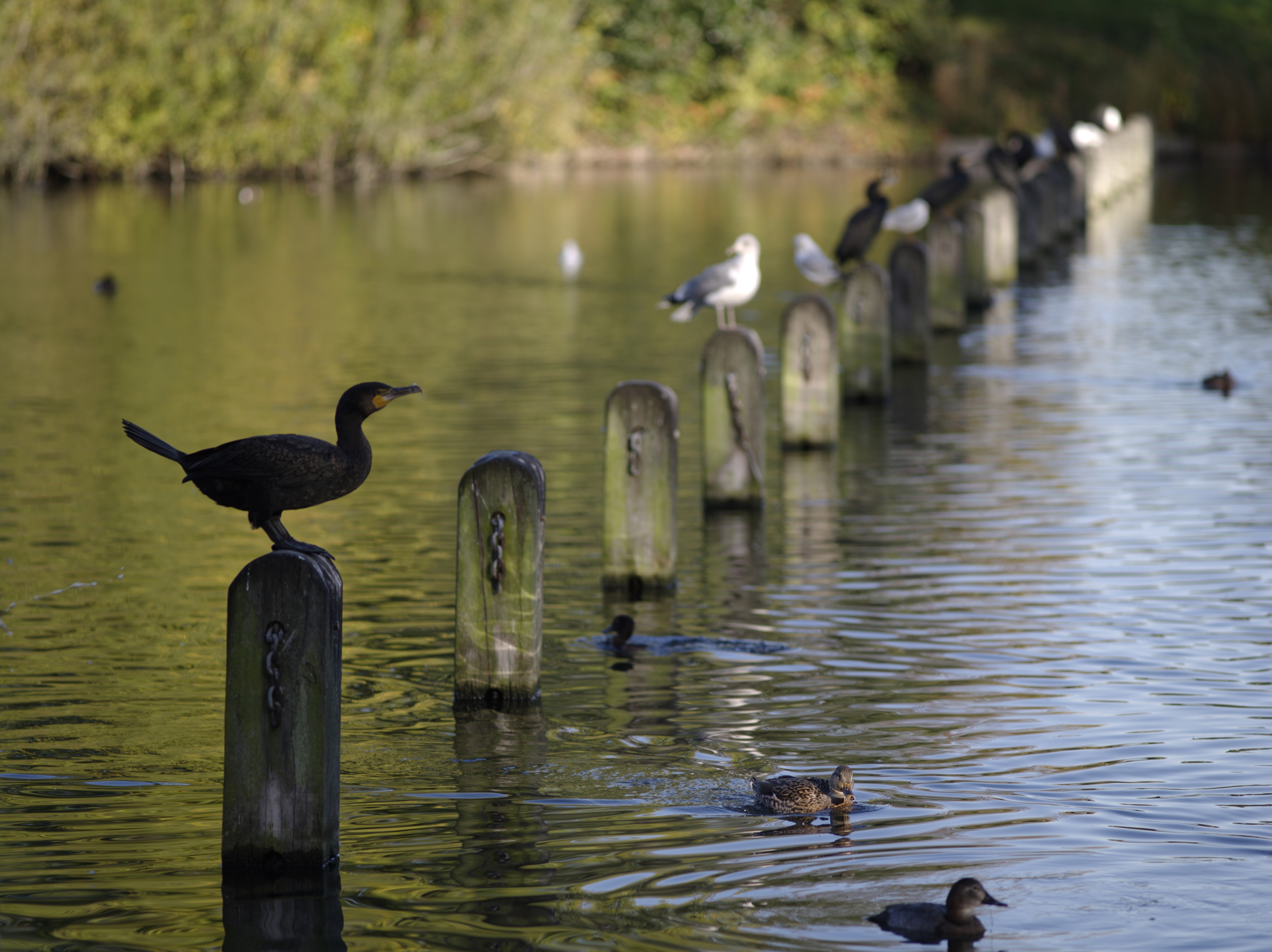 Pentax 645D sample image