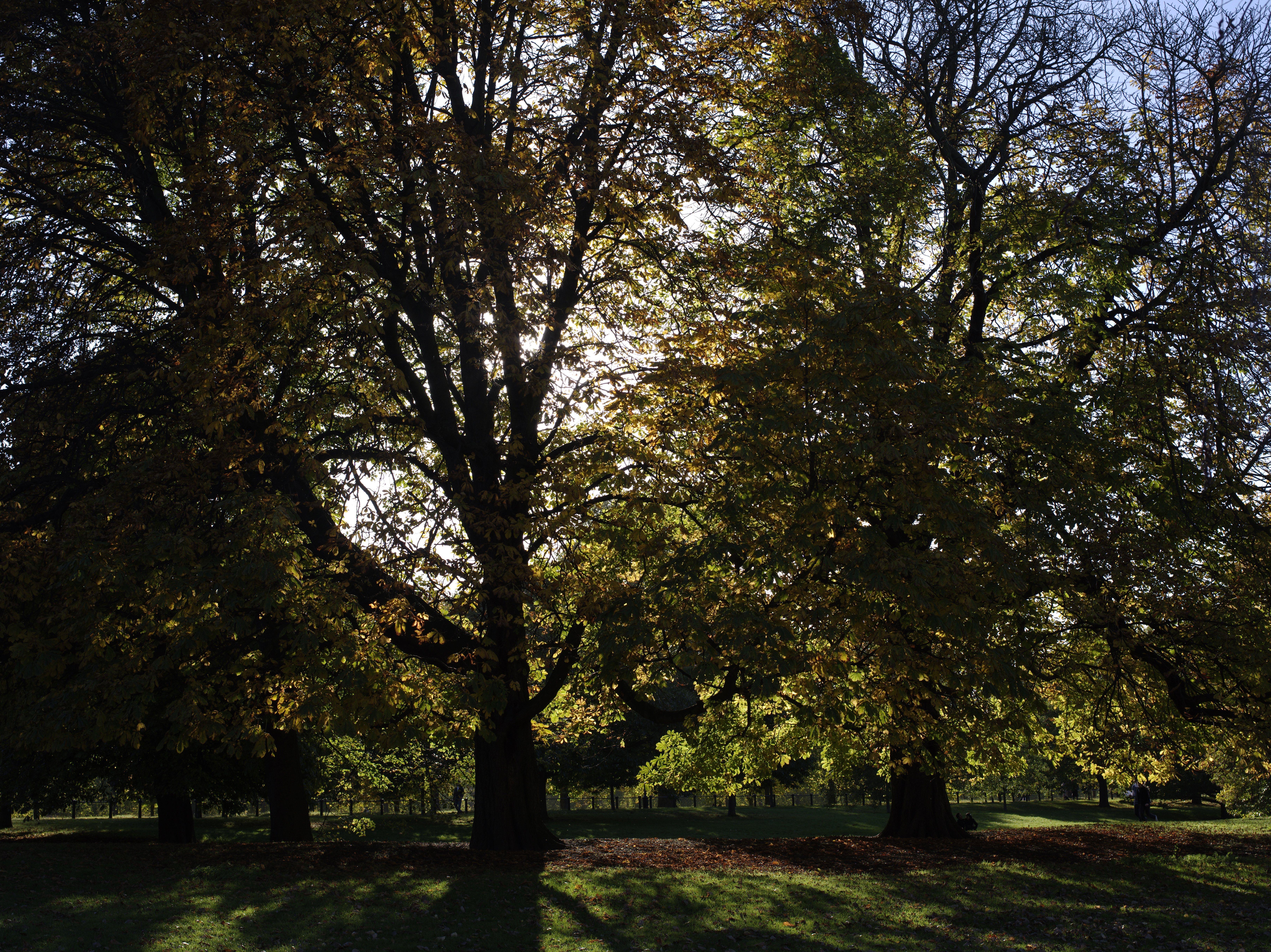 Pentax 645D sample image
