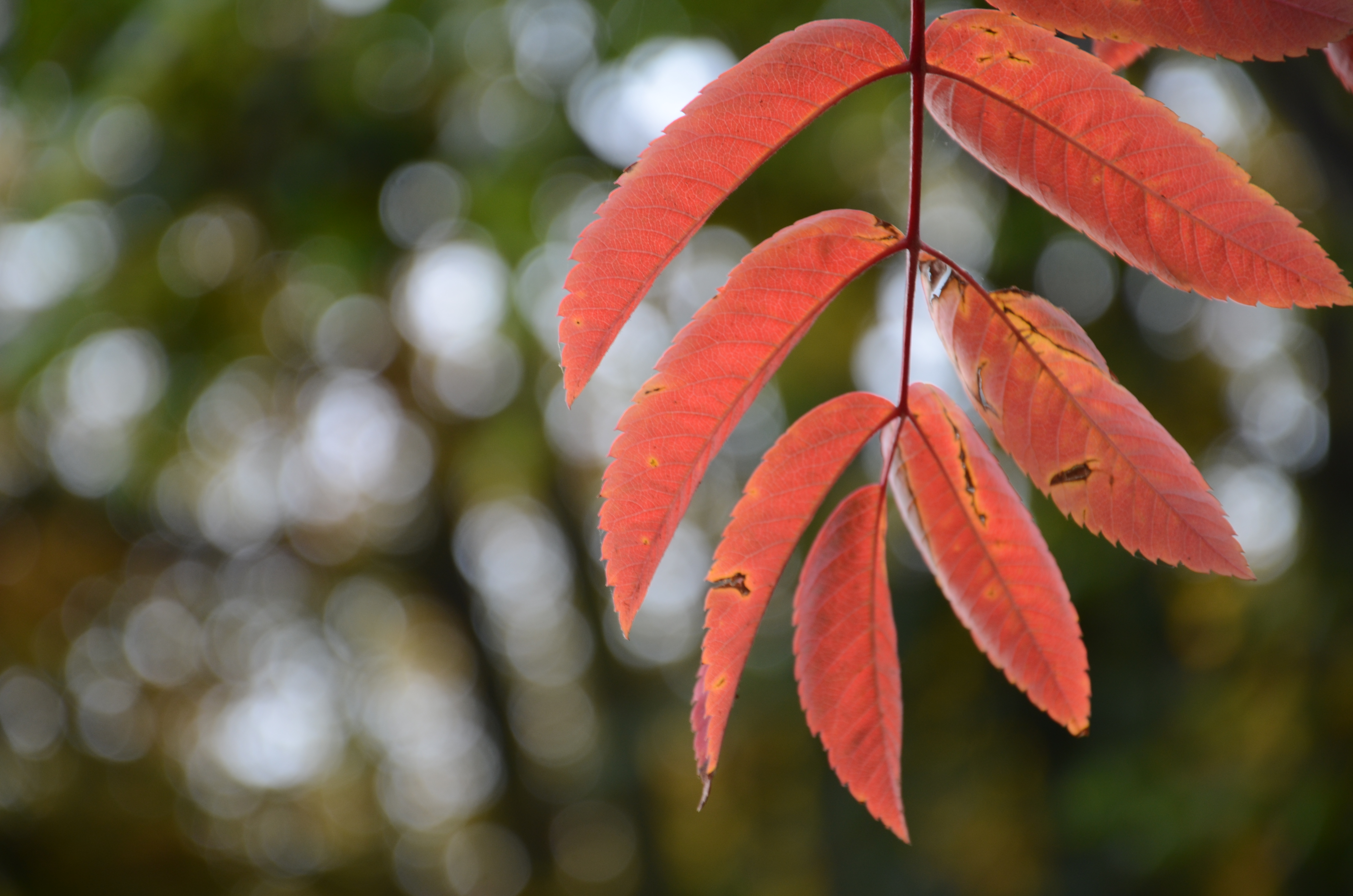 Nikon D7000 review test sample images full size example