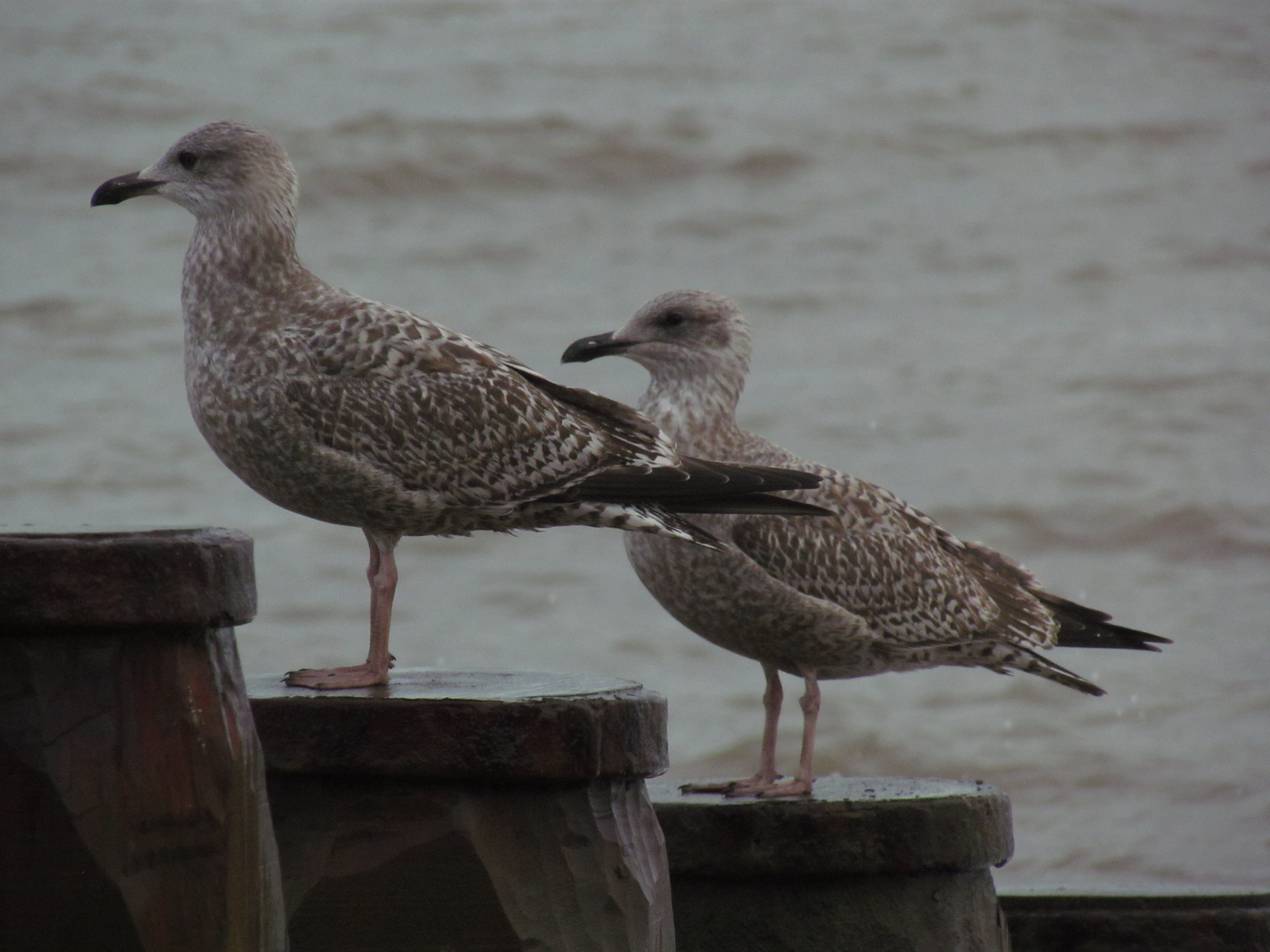 Canon sx30is sample image