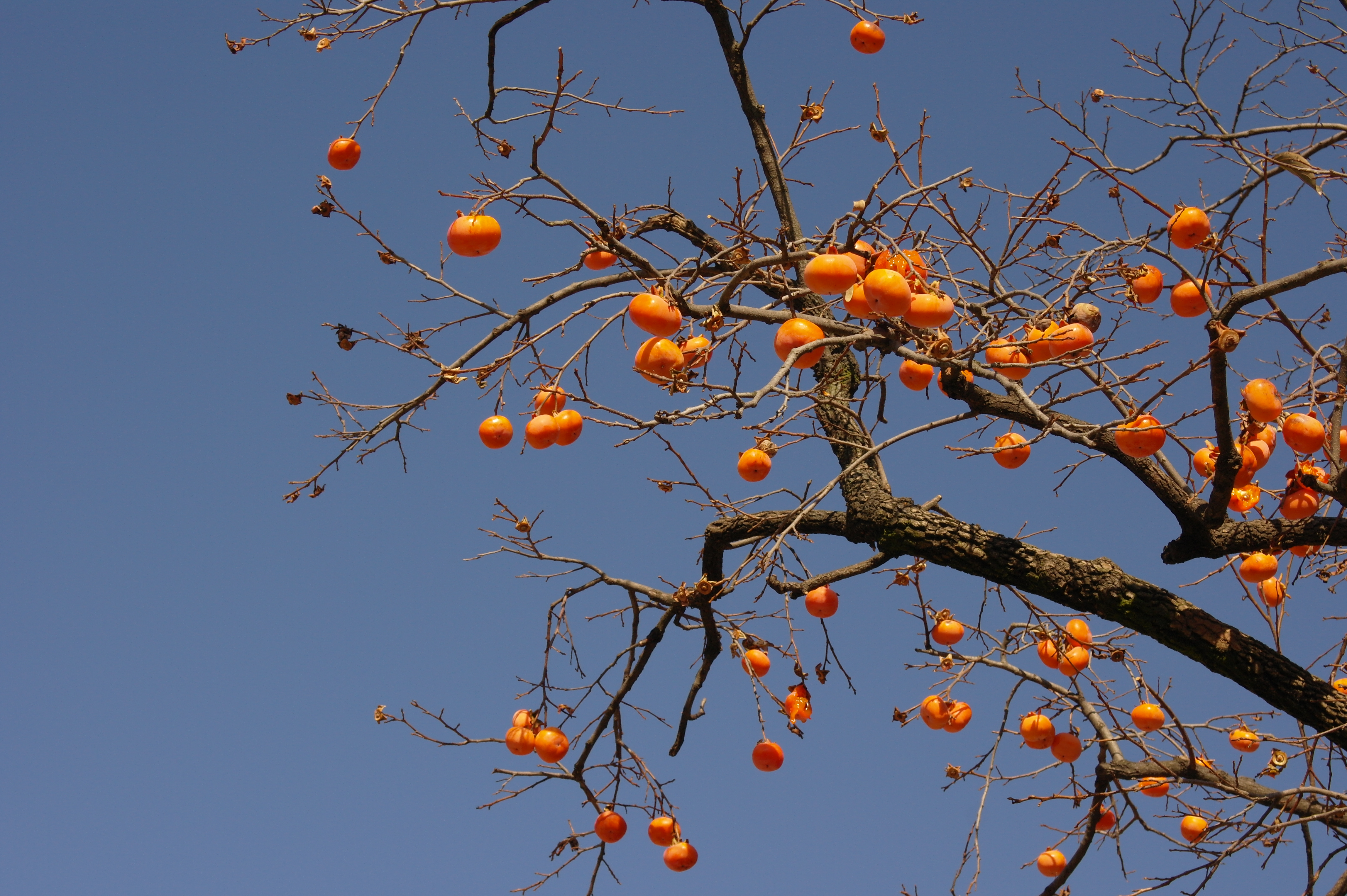 Samsung NX100 test sample image - full size