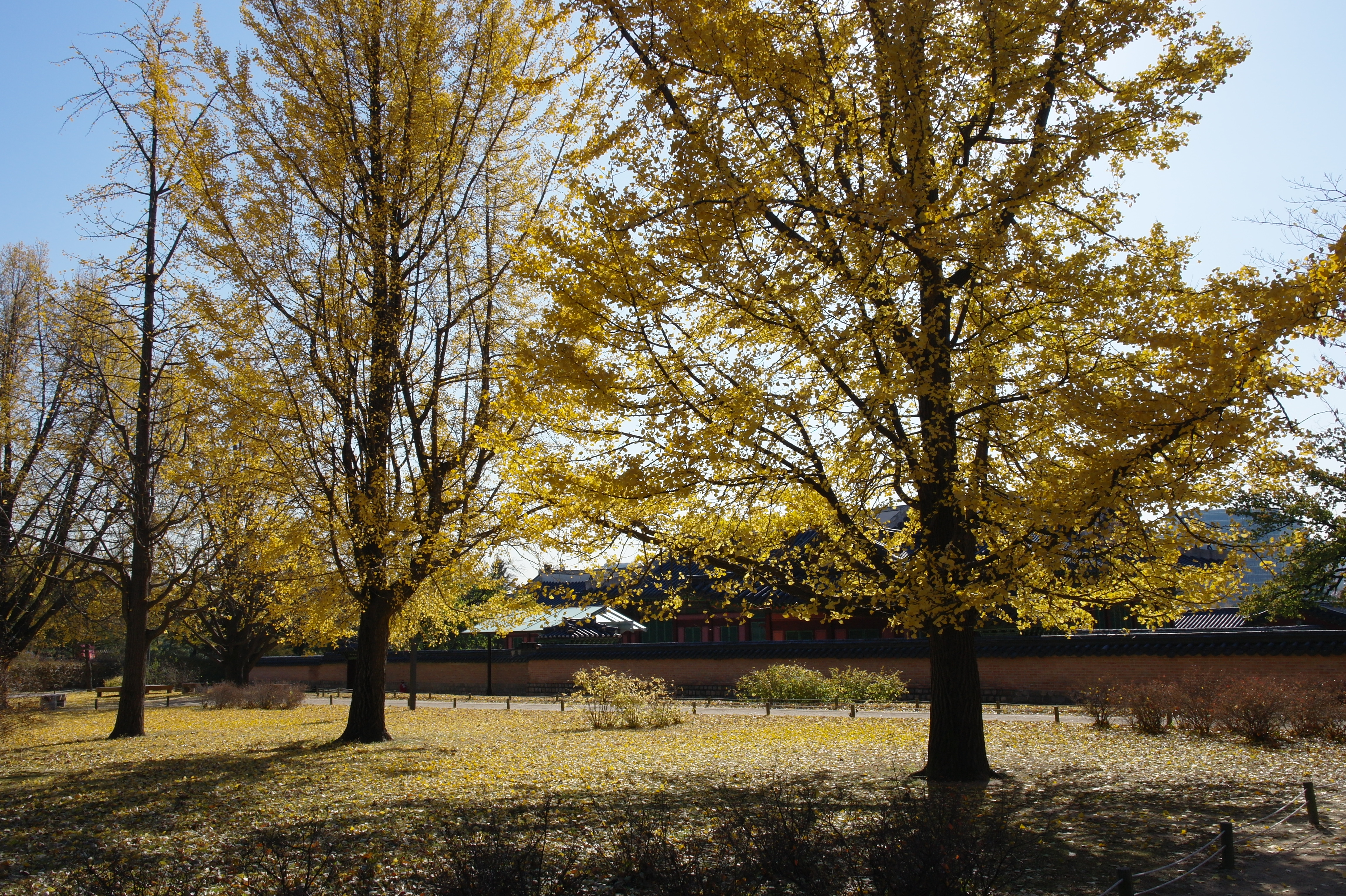 Samsung NX100 test sample image - full size