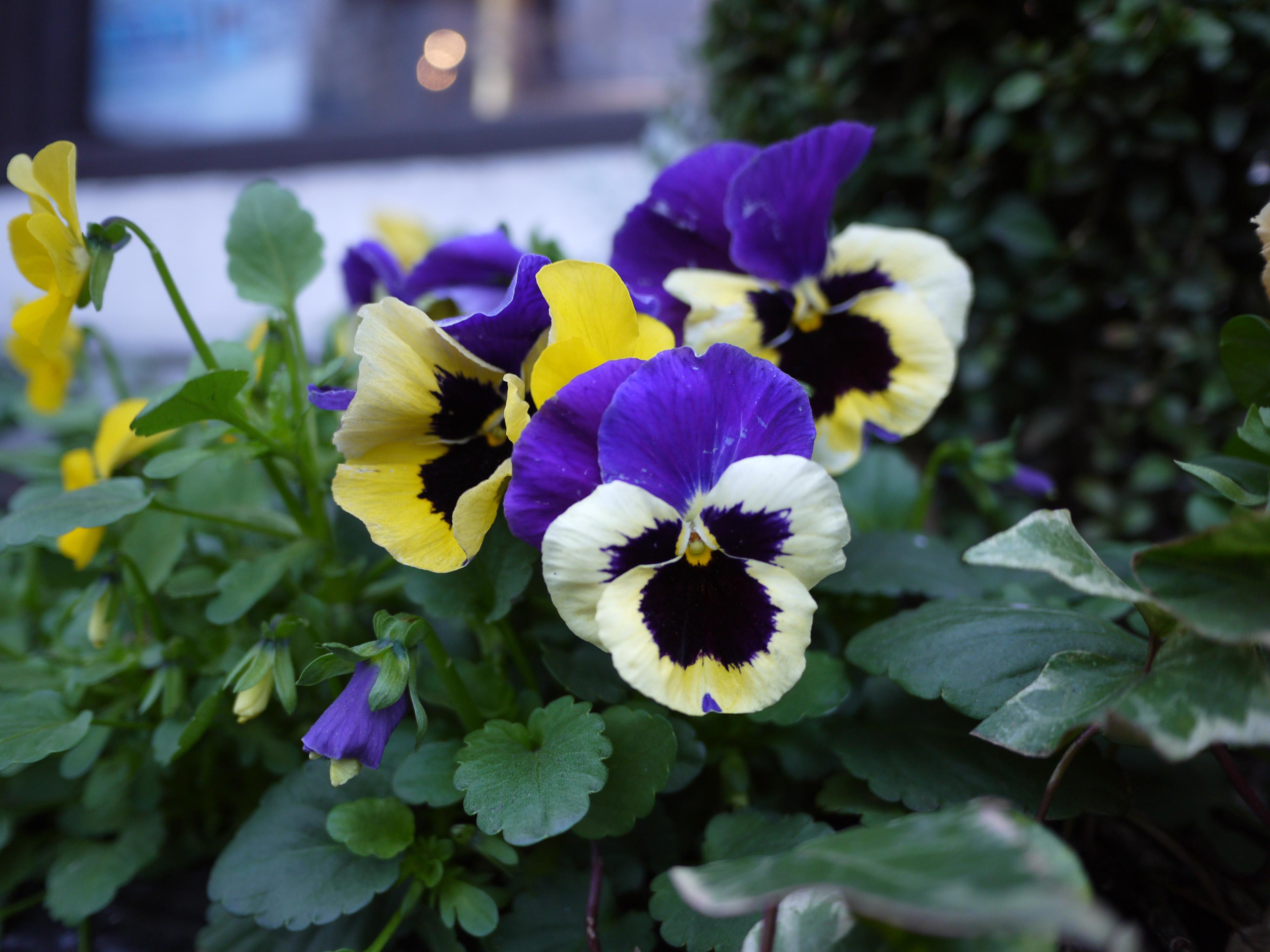 Panasonic GF2 Test shots