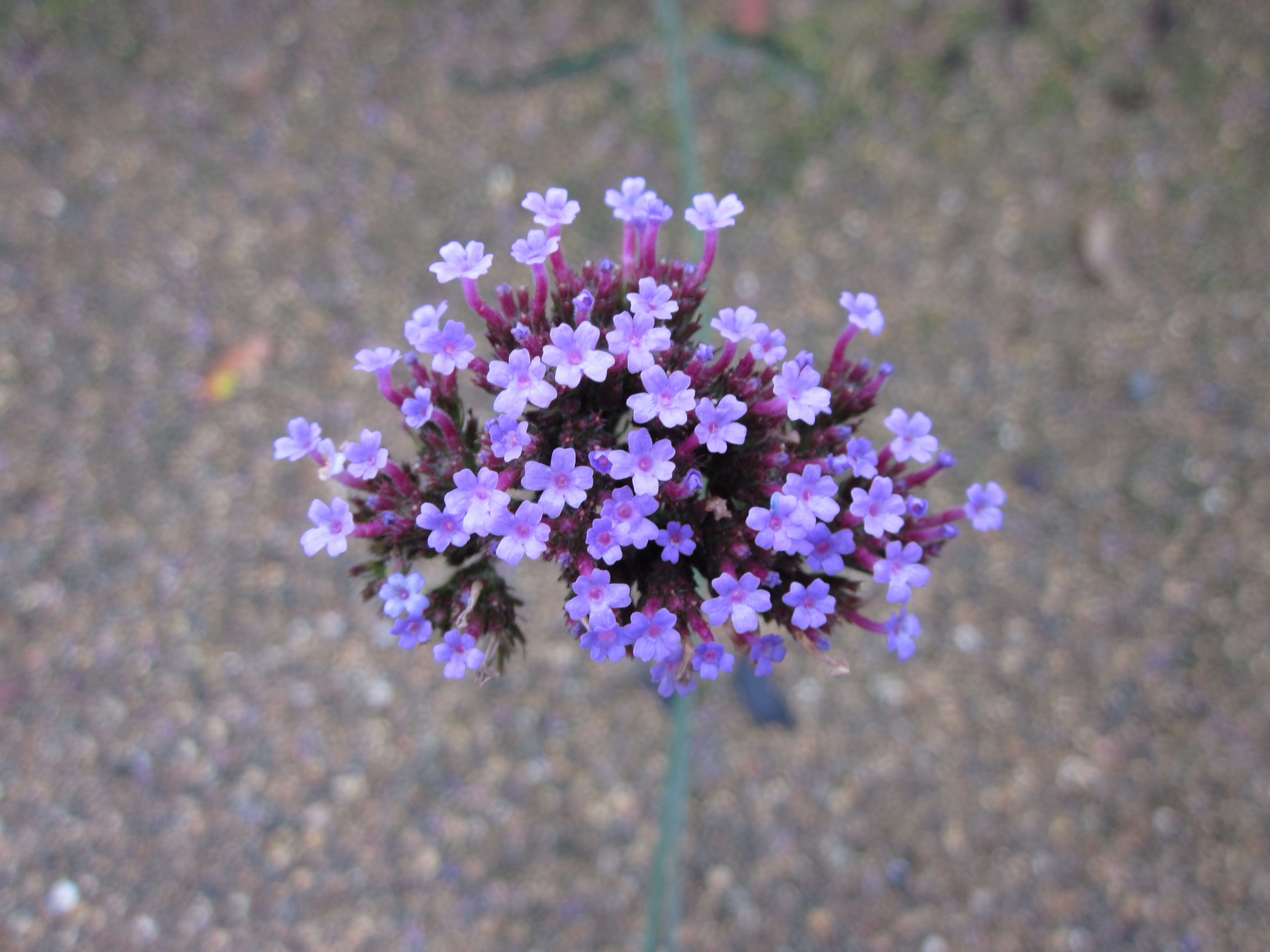 Canon Ixus 105 sample image