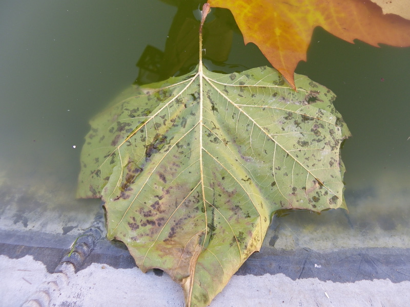 Pentax X90 Test Shots