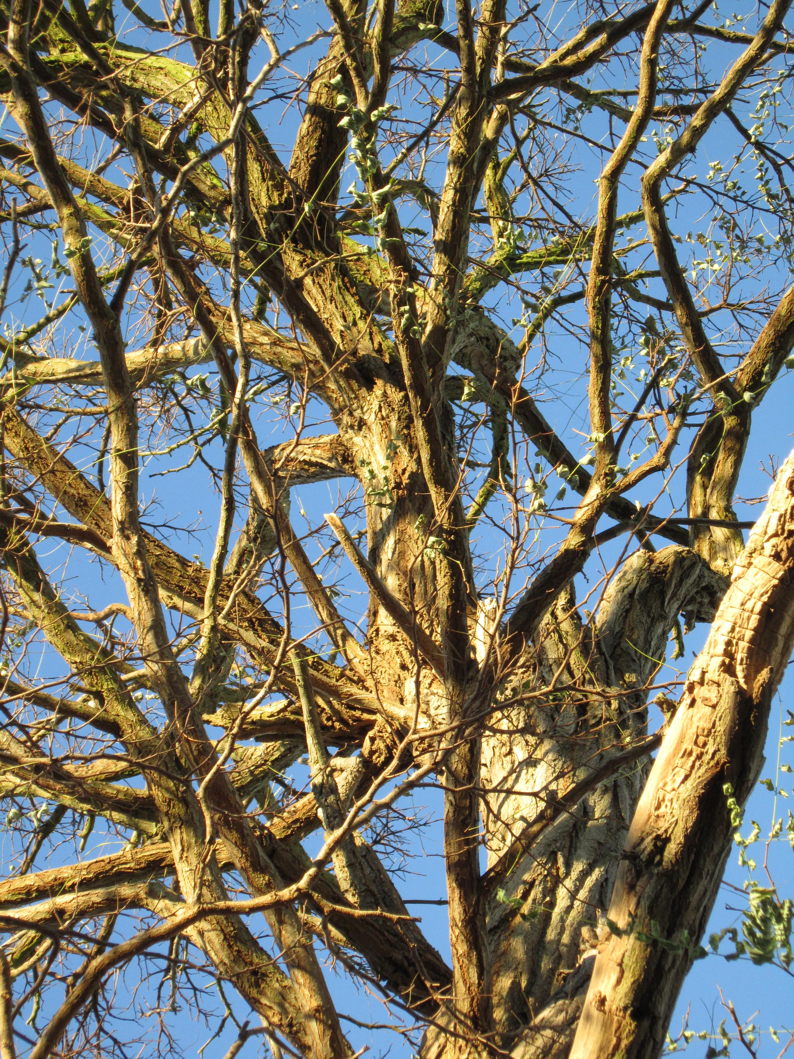 Canon Ixus 210 sample image - tree