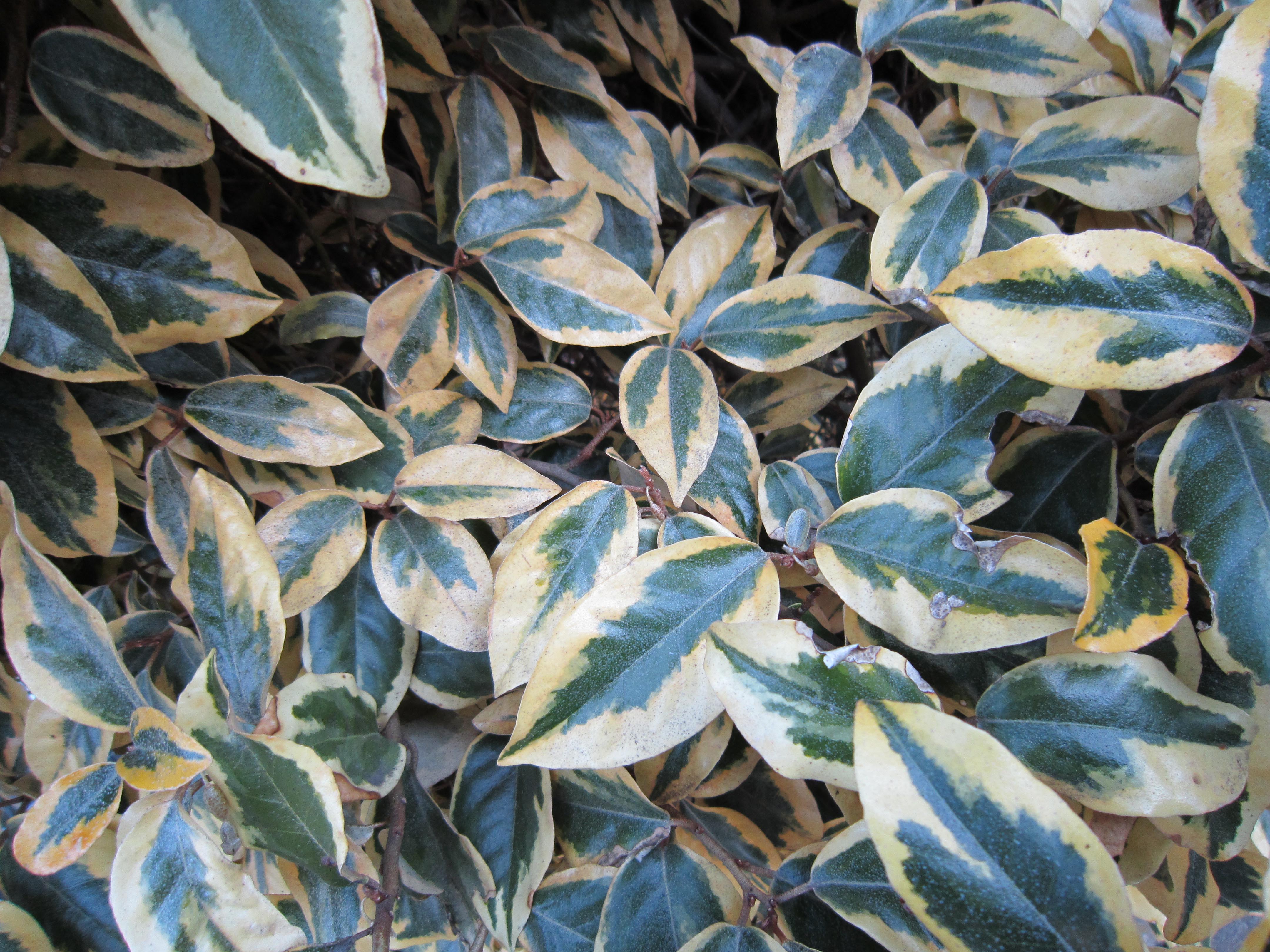 Canon Ixus 210 sample image - leaves