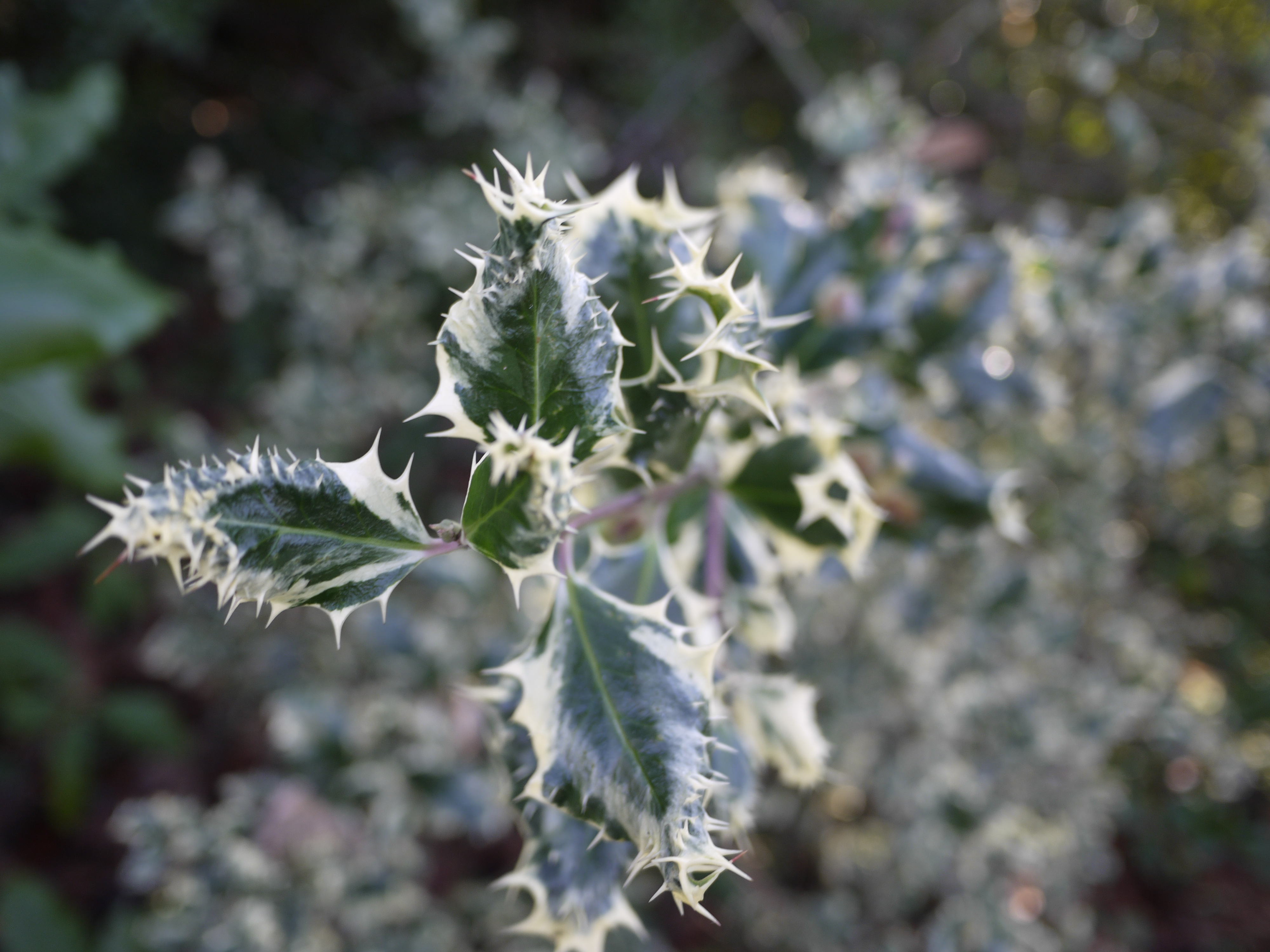 Panasonic Lumix GF2 sample image - frost leaf