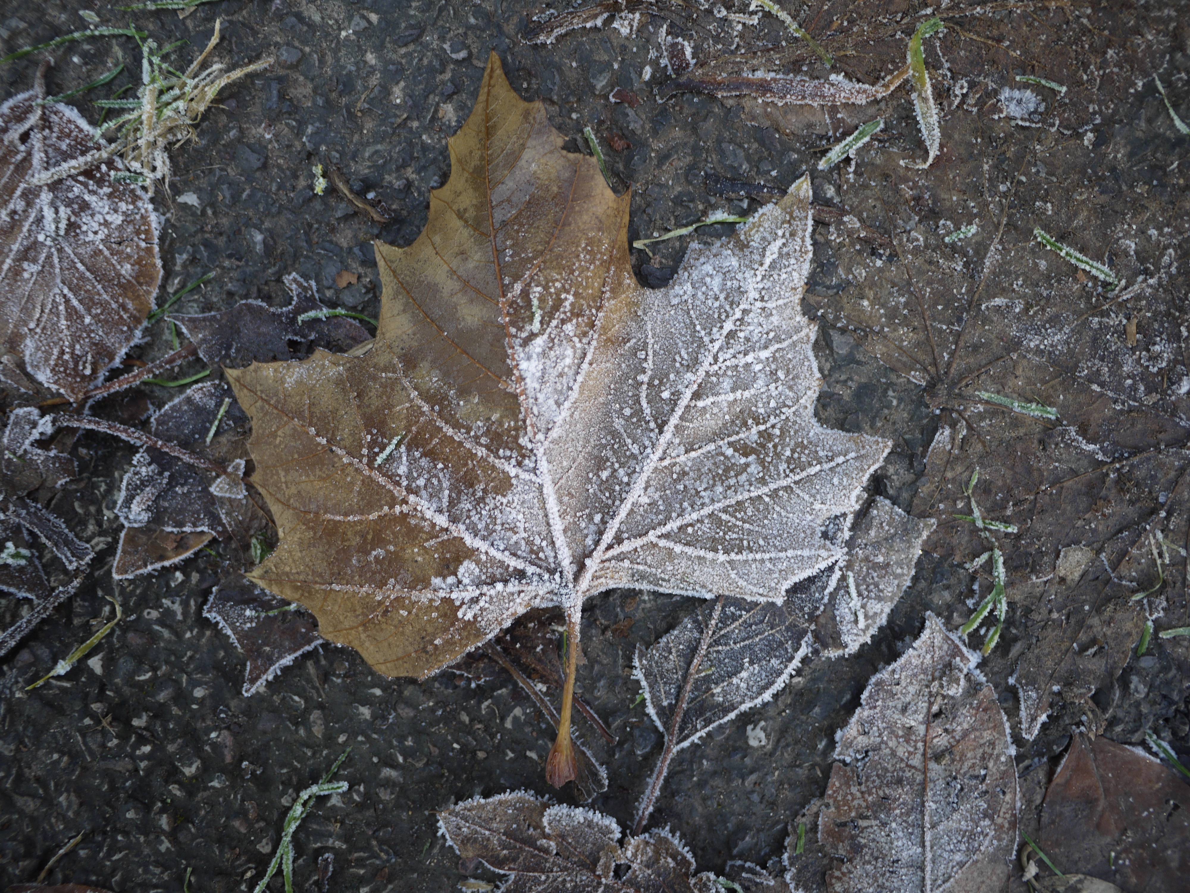 Panasonic Lumix GF2 sample image - leaf