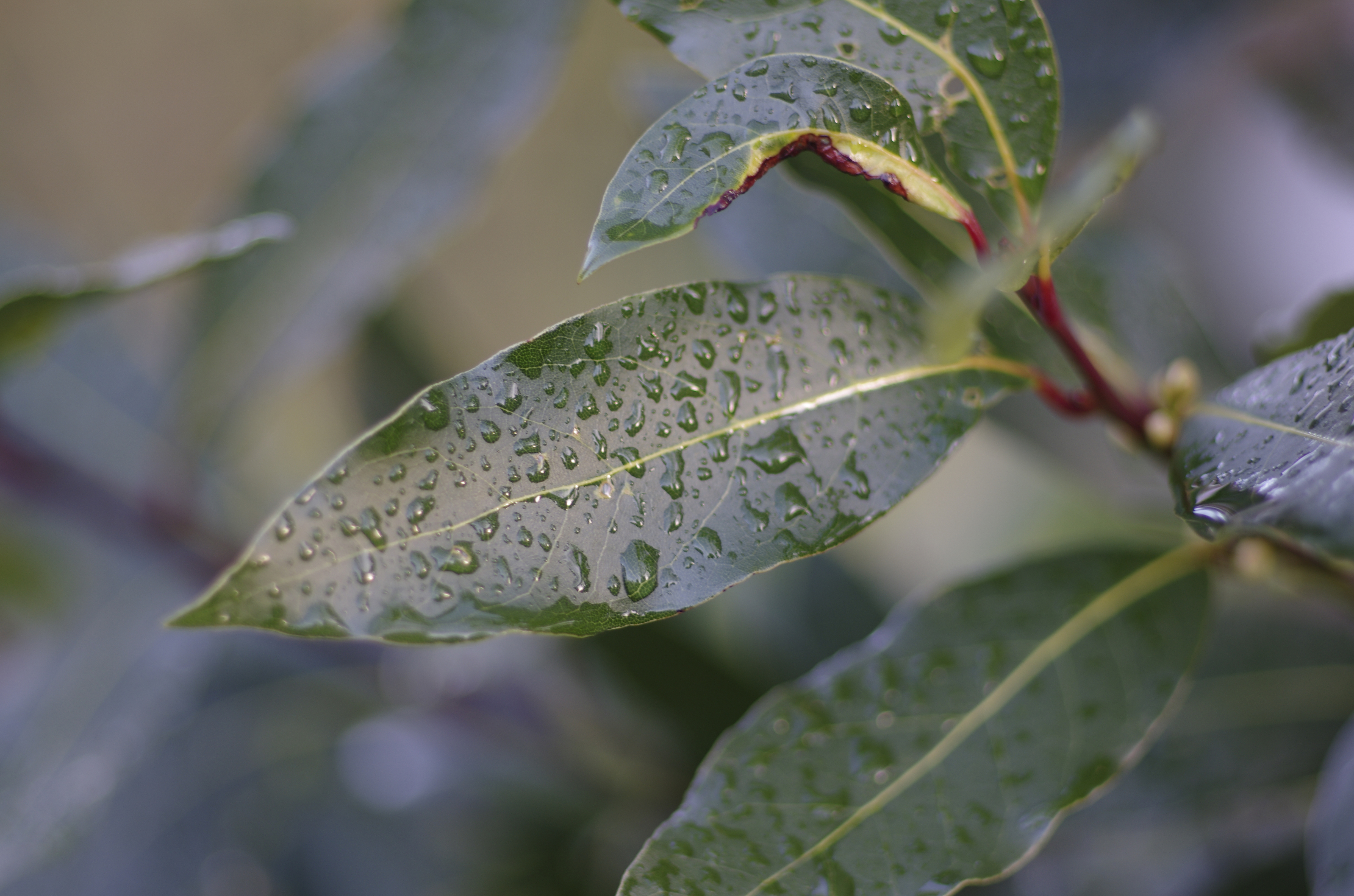 Pentax K-5 review sample image