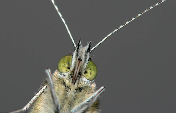 British Wildlife Photography Awards 2011