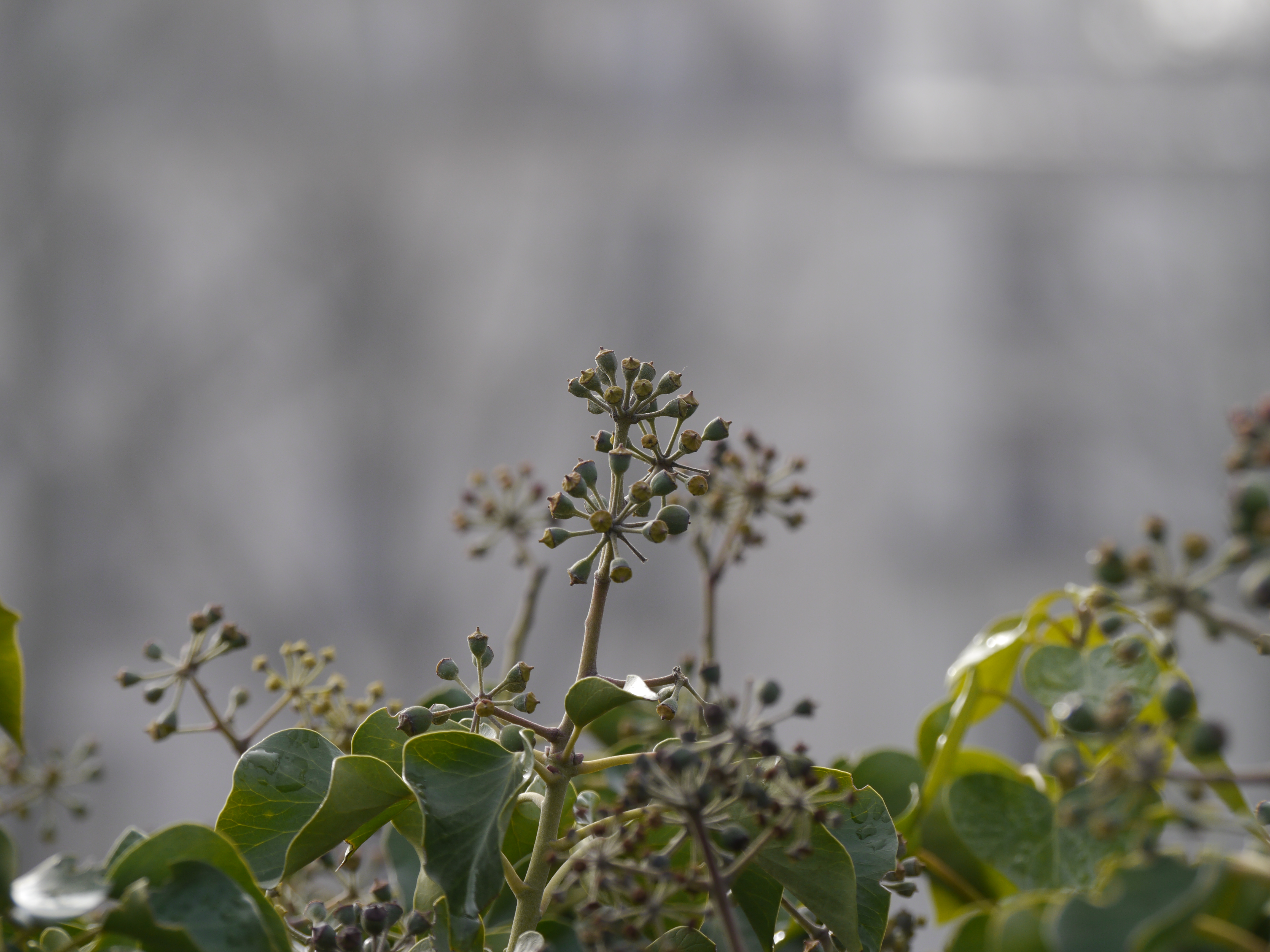 Panasonic Lumix GH2 review sample image