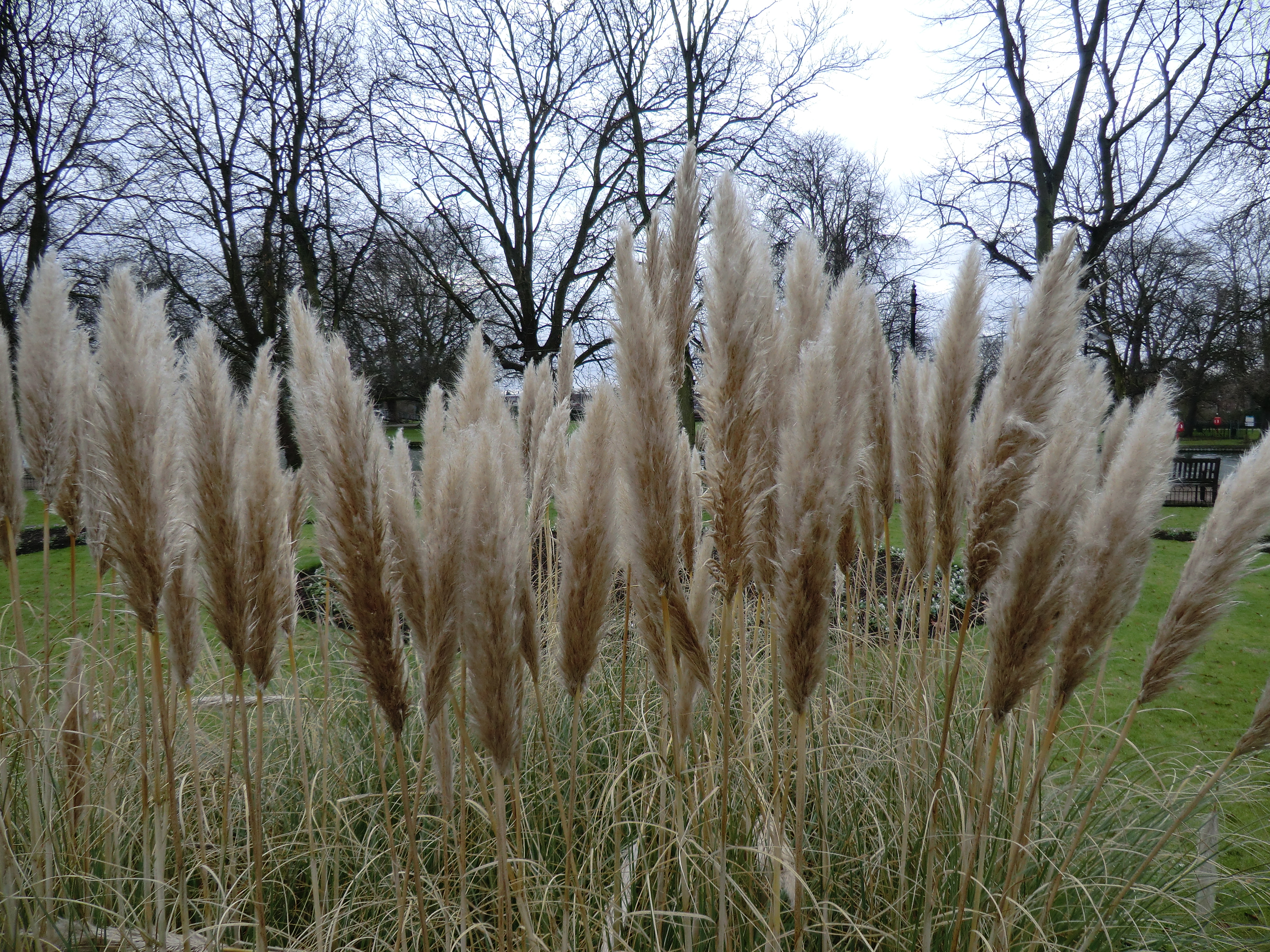 Casio EXILM H-5 sample images - grass