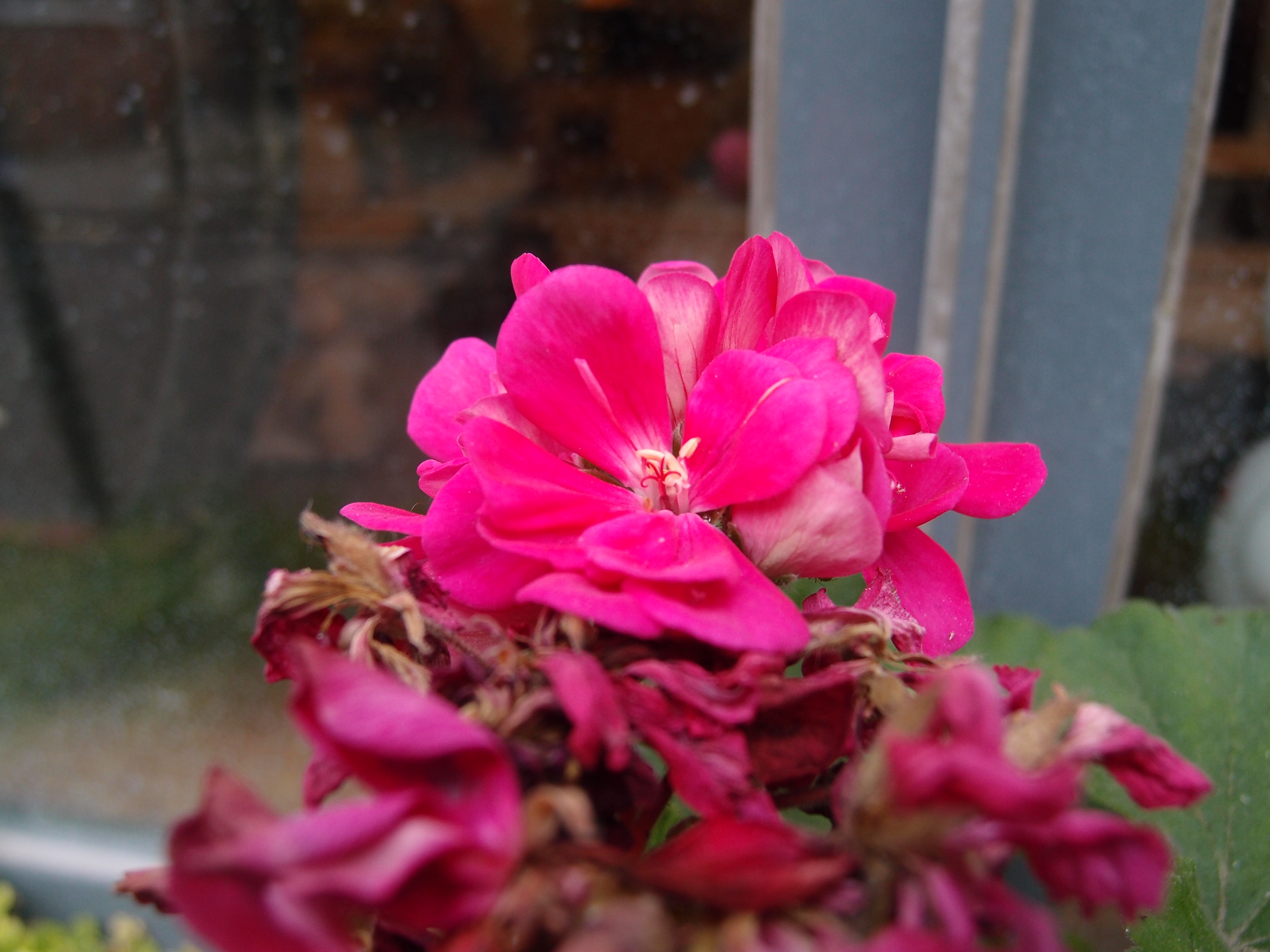 First look test shots from the Olympus XZ-1