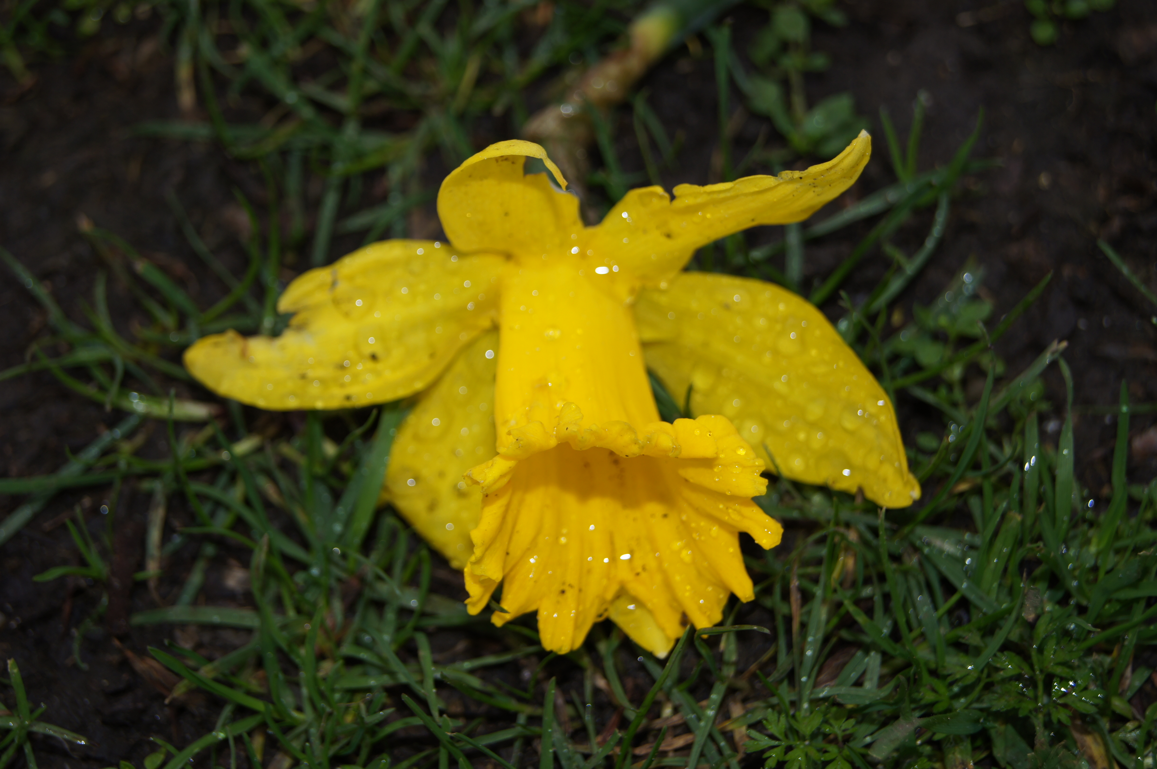 Sony a580 test images