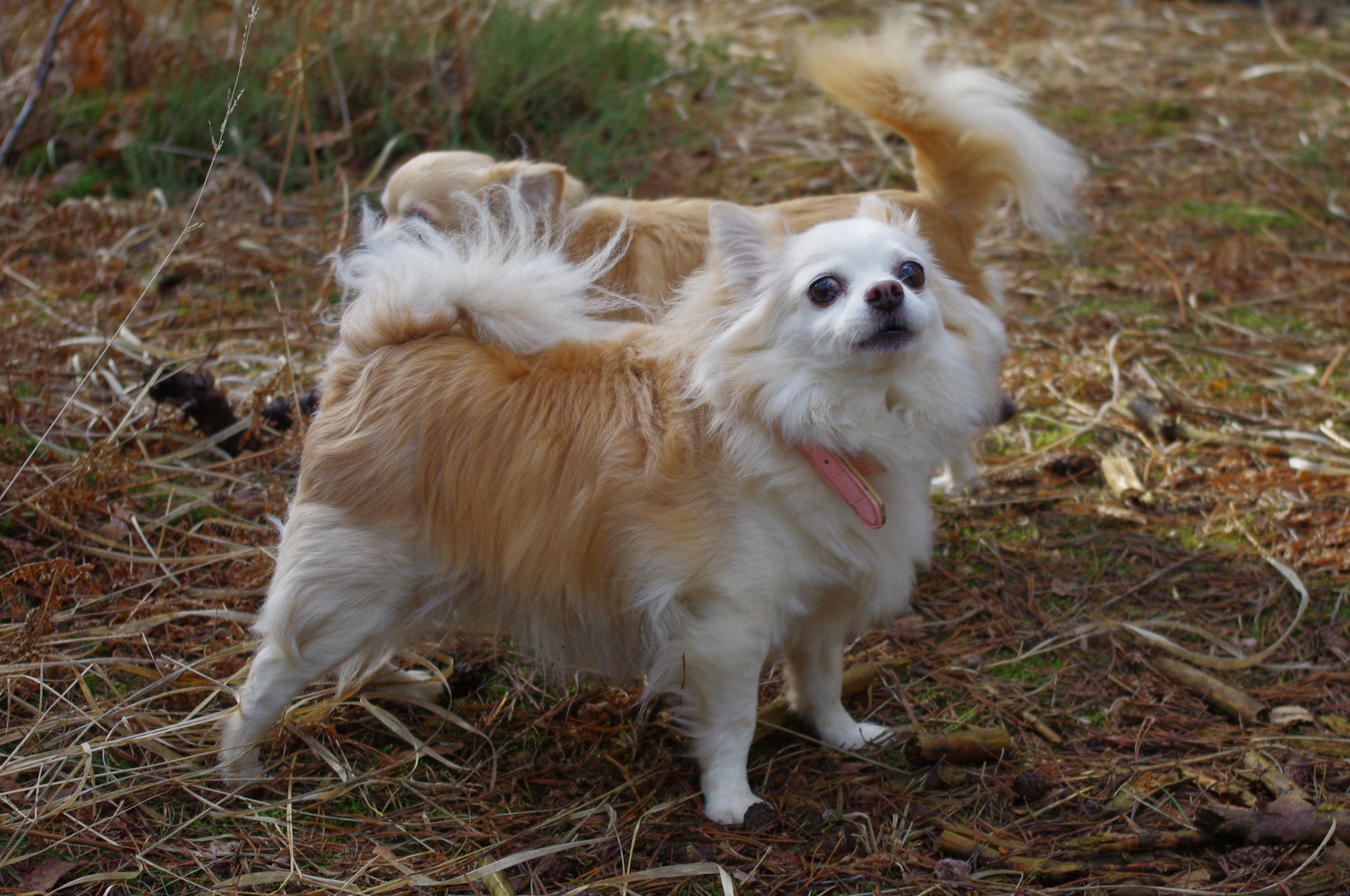 Pentax K-r review sample image