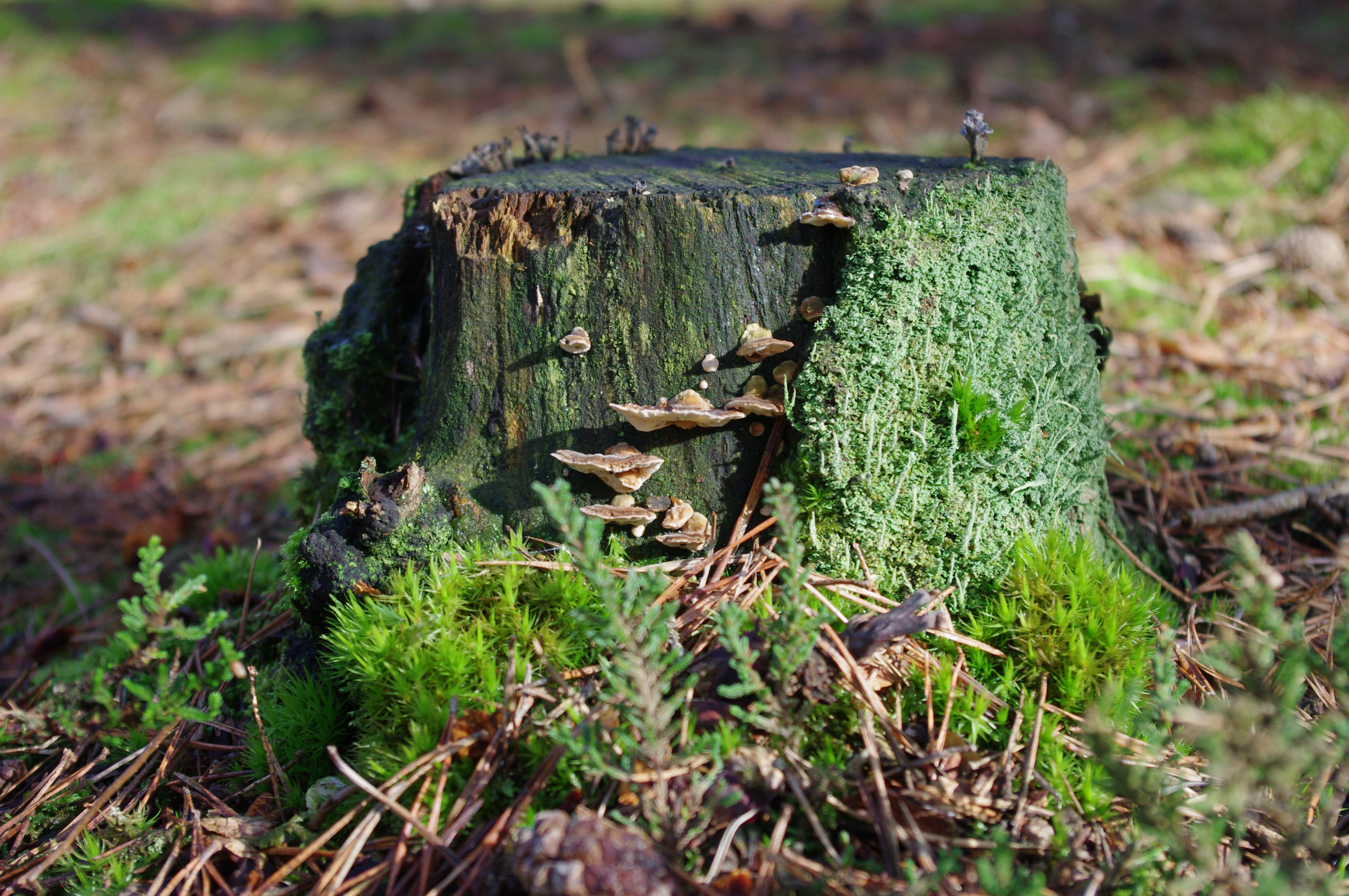 Pentax K-r review sample image