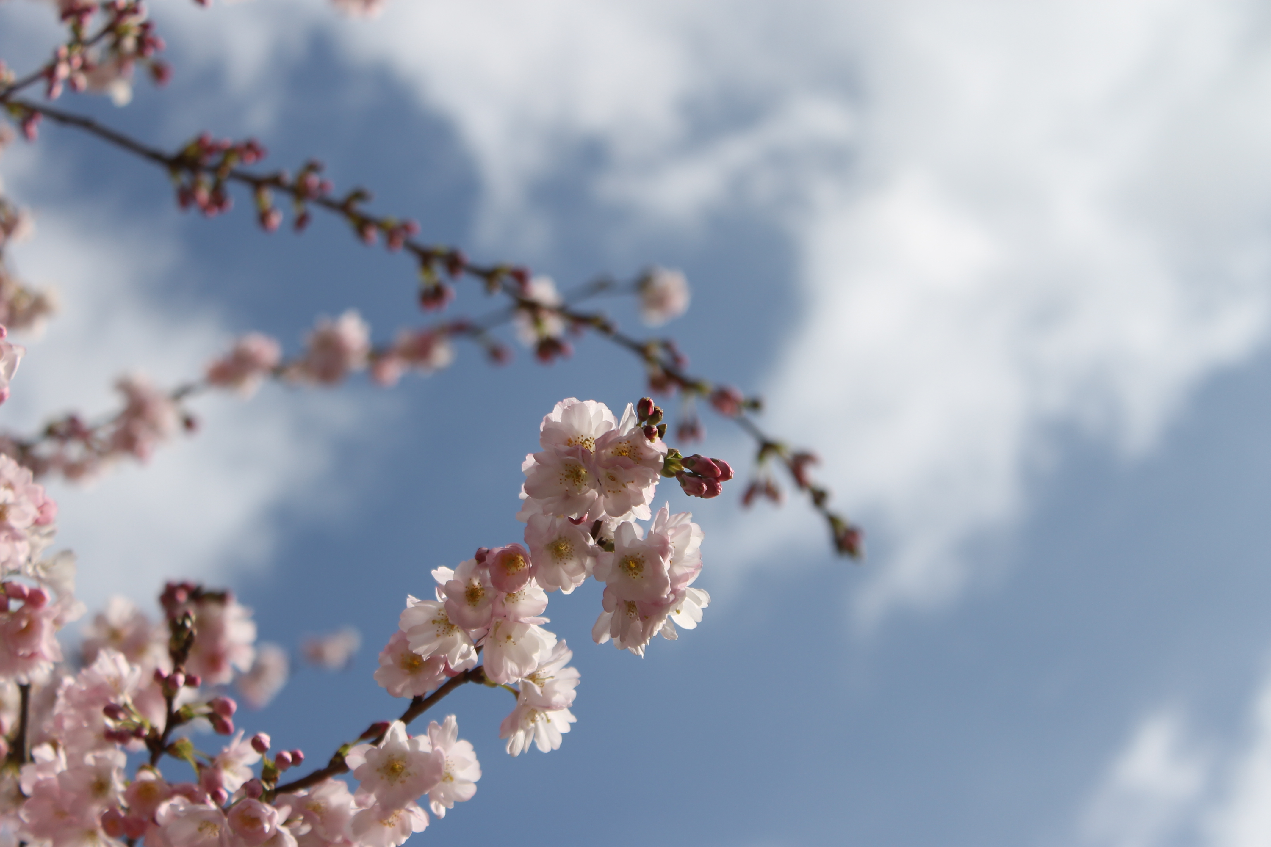 Canon EOS 1100D review sample image