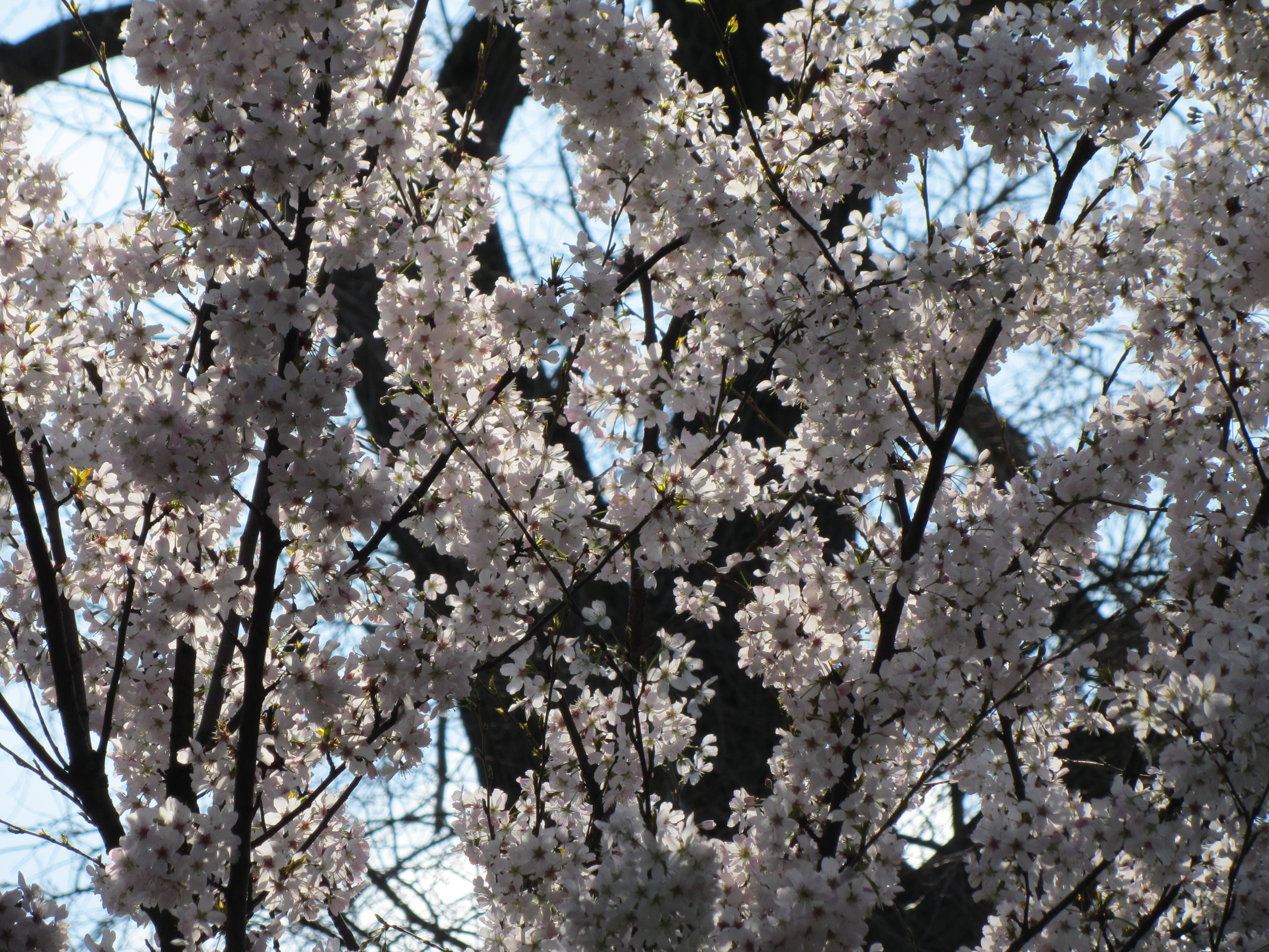 Canon PowerShot SX220 HS review sample image