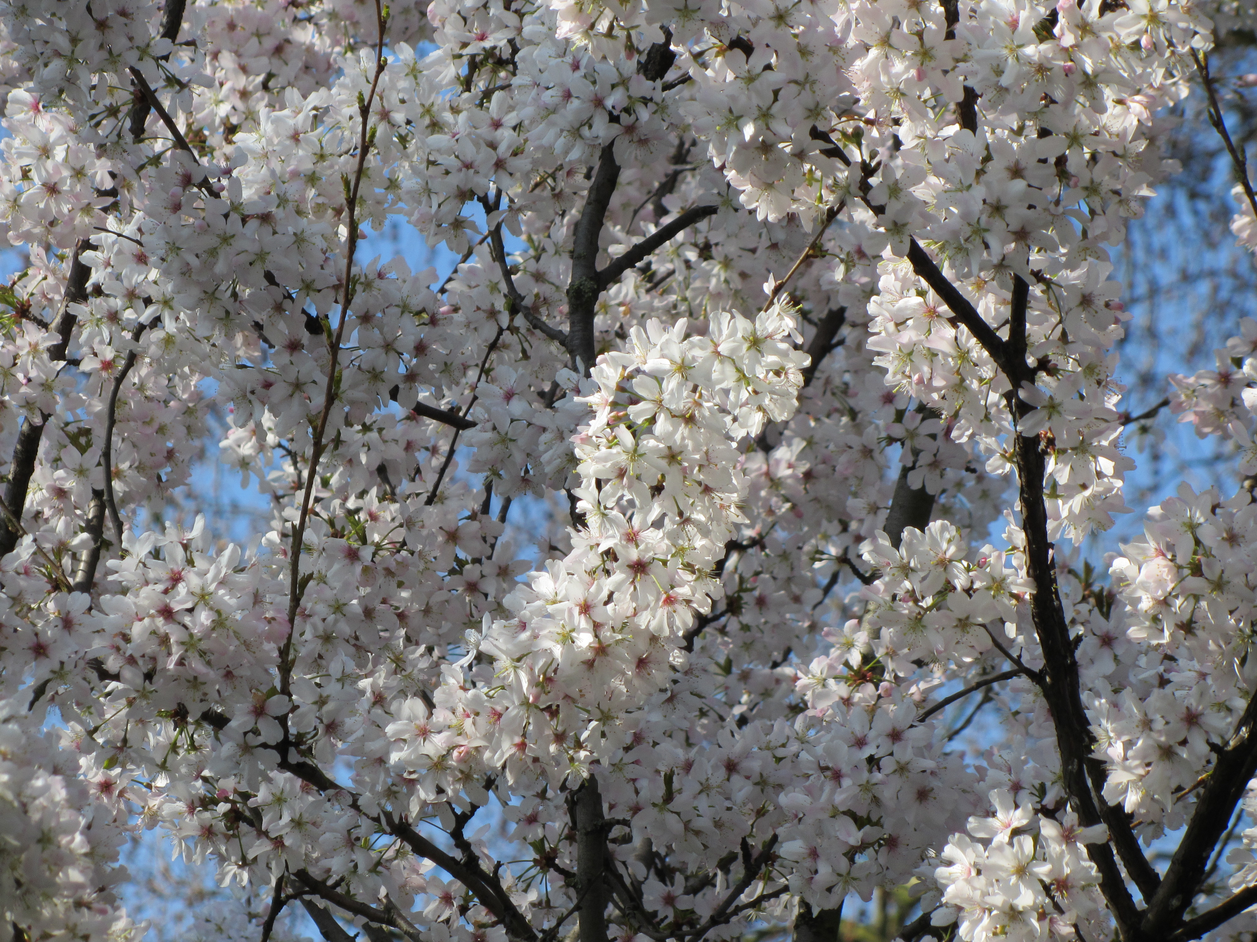 Canon PowerShot SX220 HS review sample image