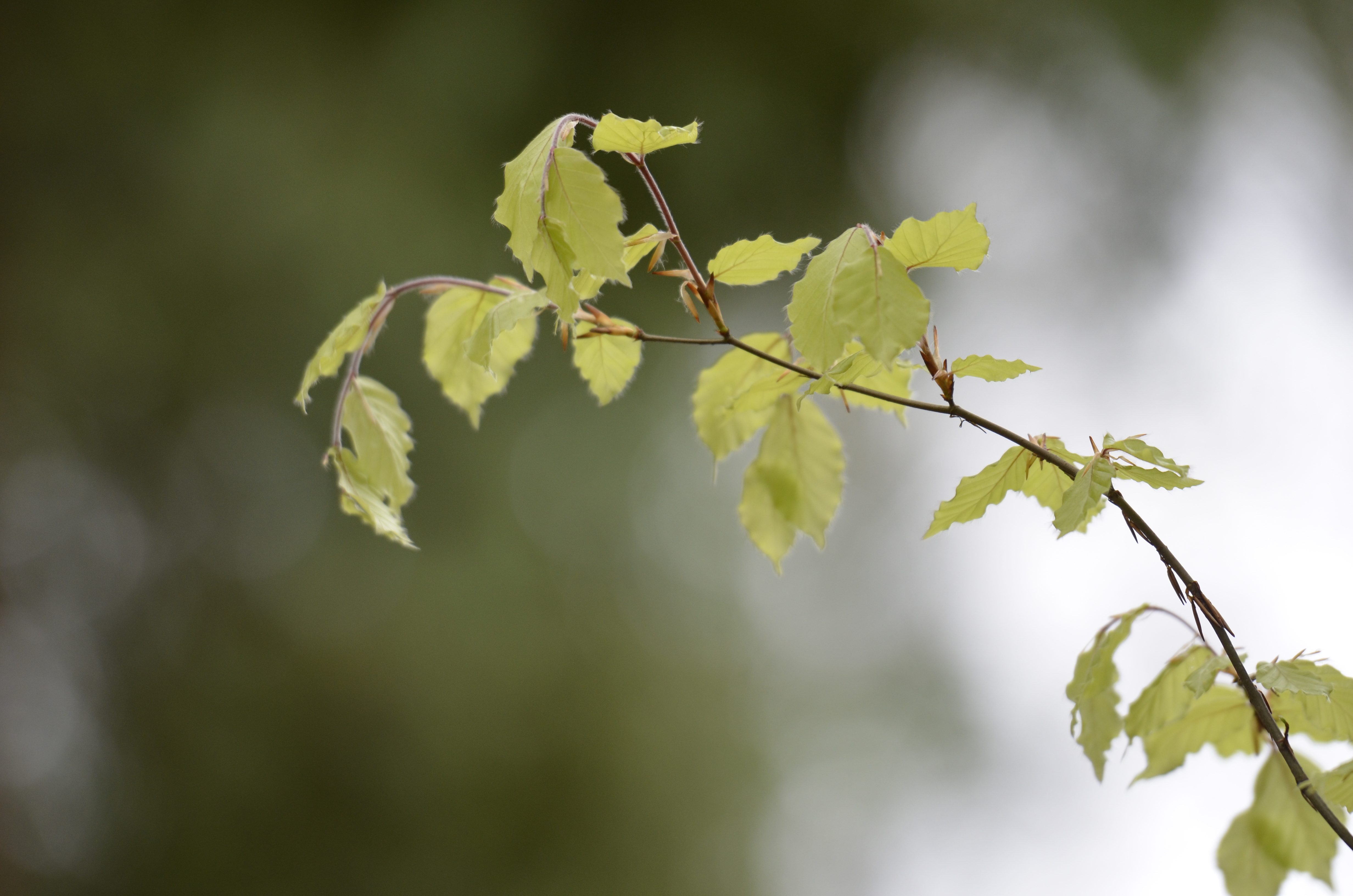 Nikon D5100 review sample image