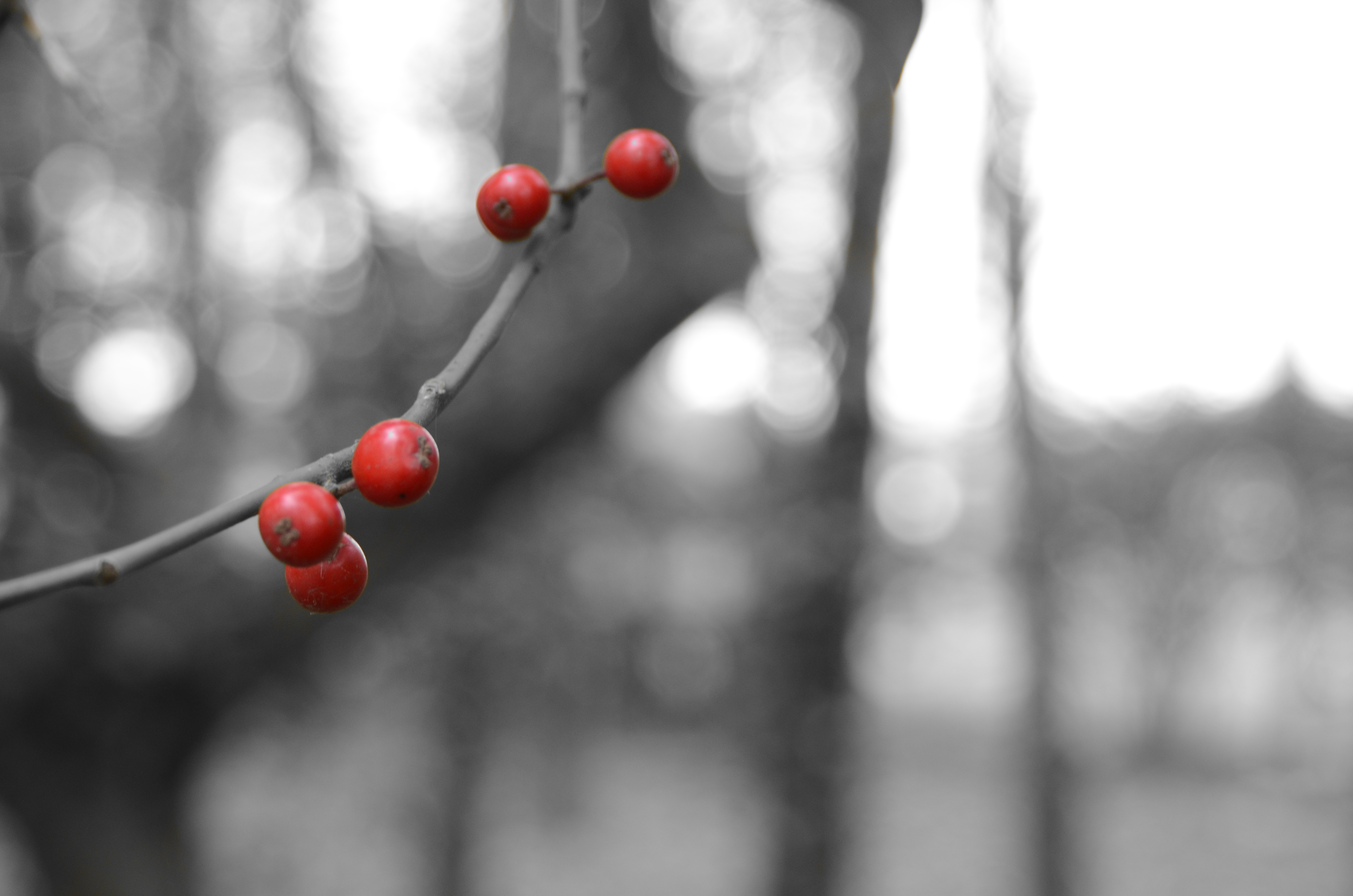 Nikon D5100 review sample image
